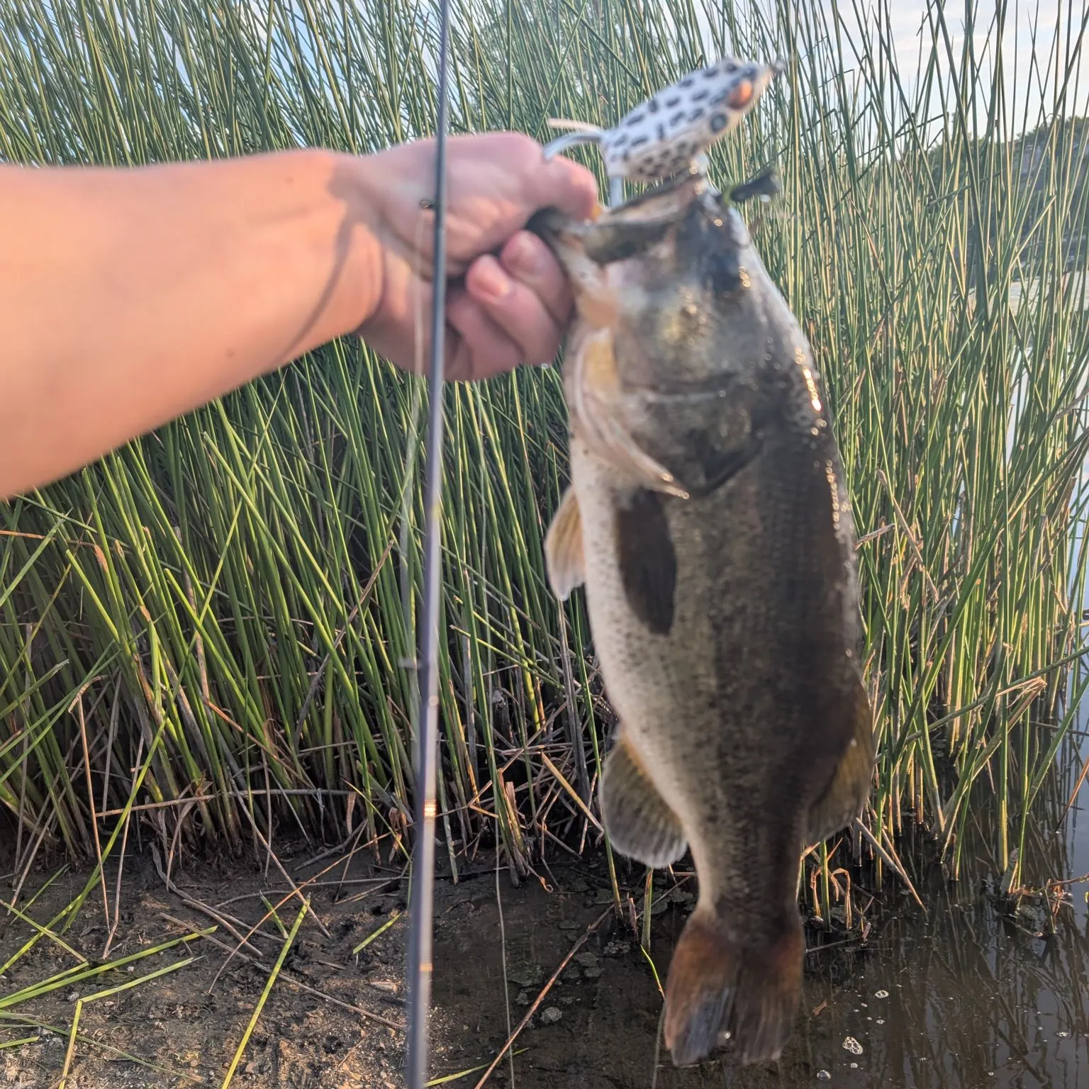 Largemouth bass caught on Fishbrain