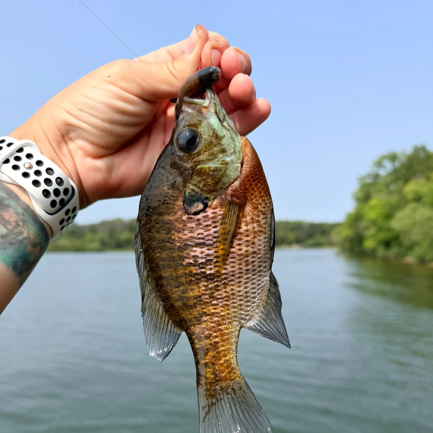 Bluegill caught on Fishbrain