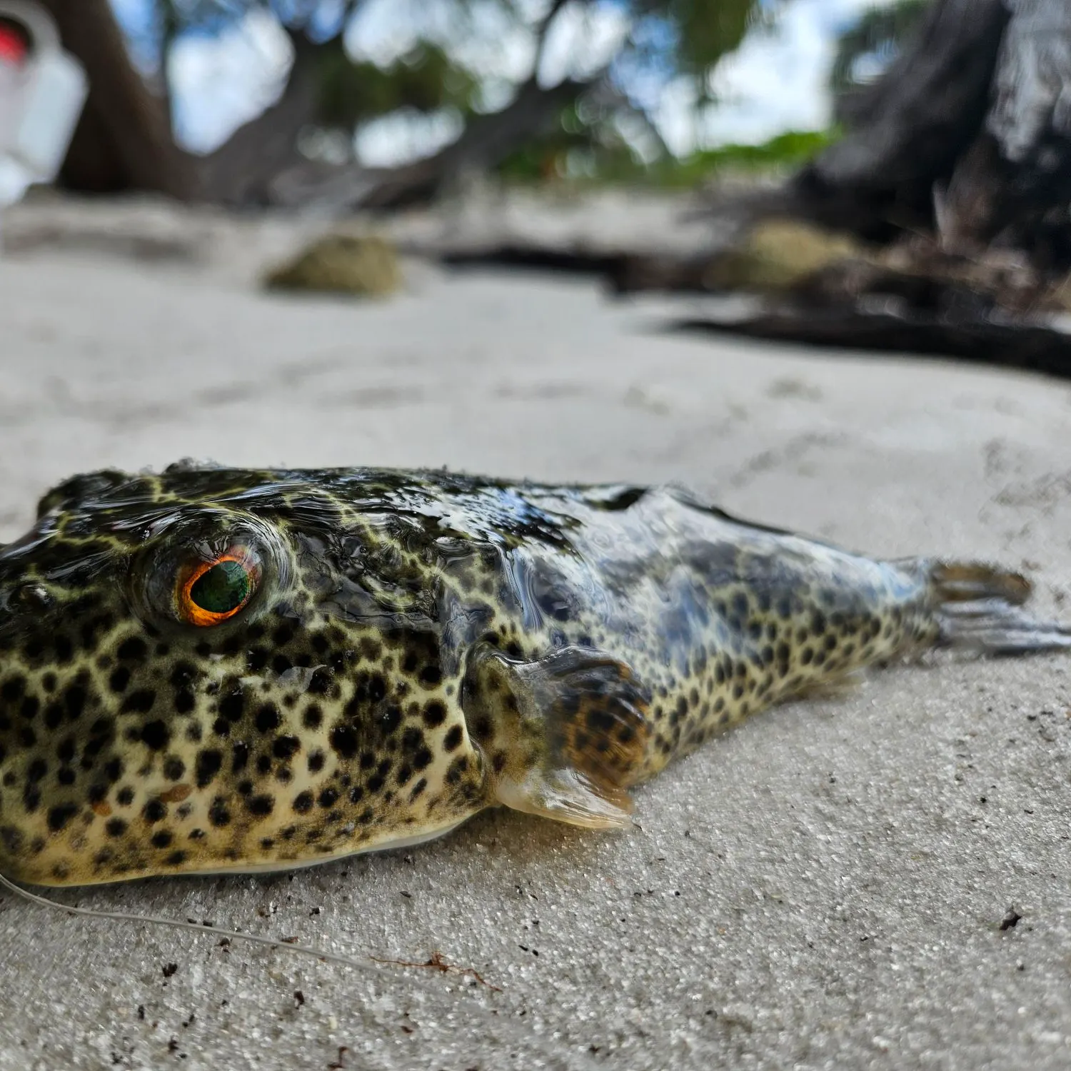 The most recent Checkered puffer catches on Fishbrain
