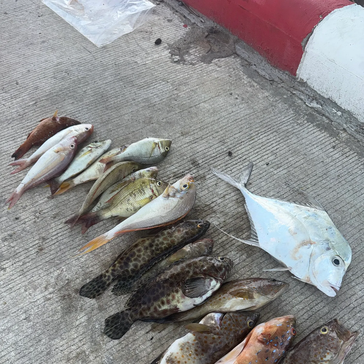 Fish caught on Fishbrain