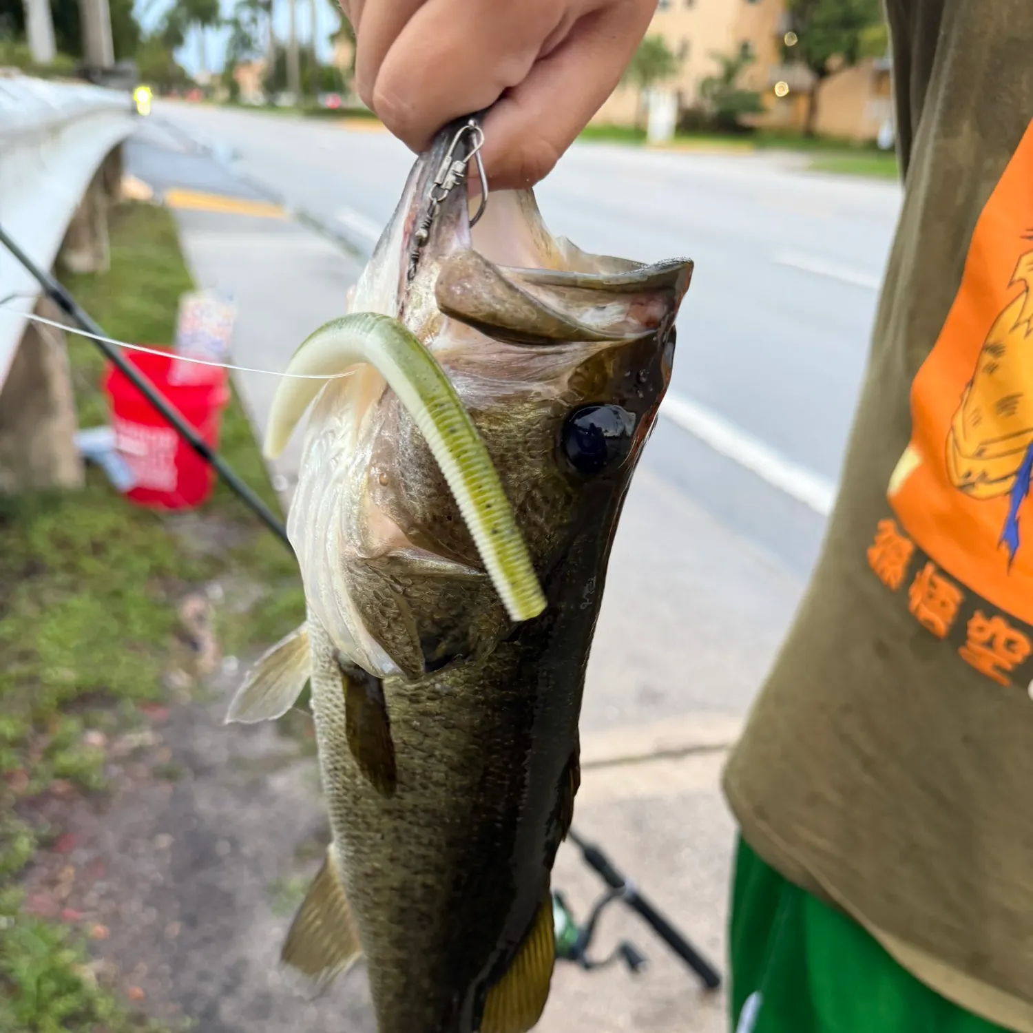Largemouth bass caught on Fishbrain