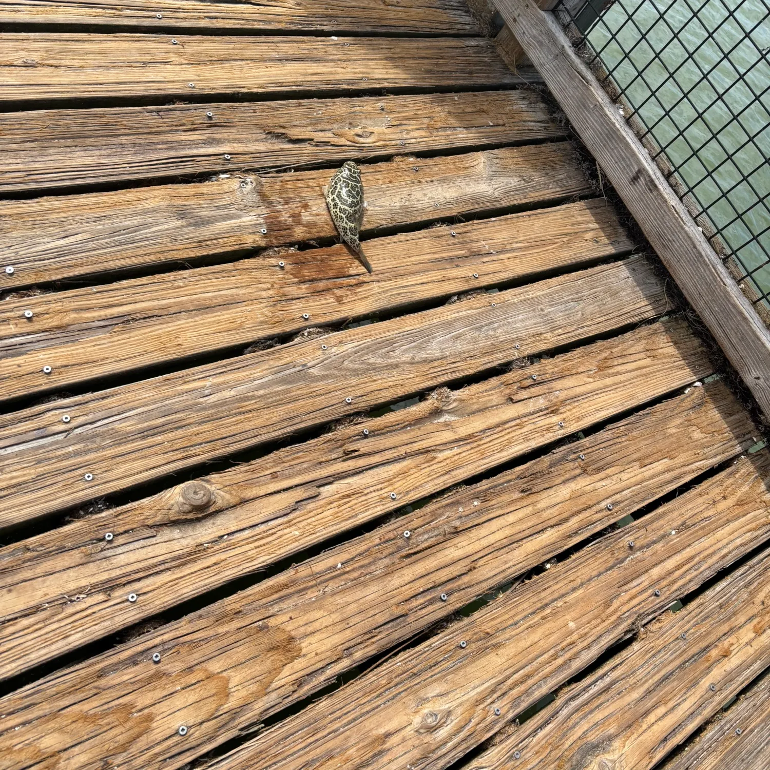 The most recent Reticulated pufferfish catches on Fishbrain