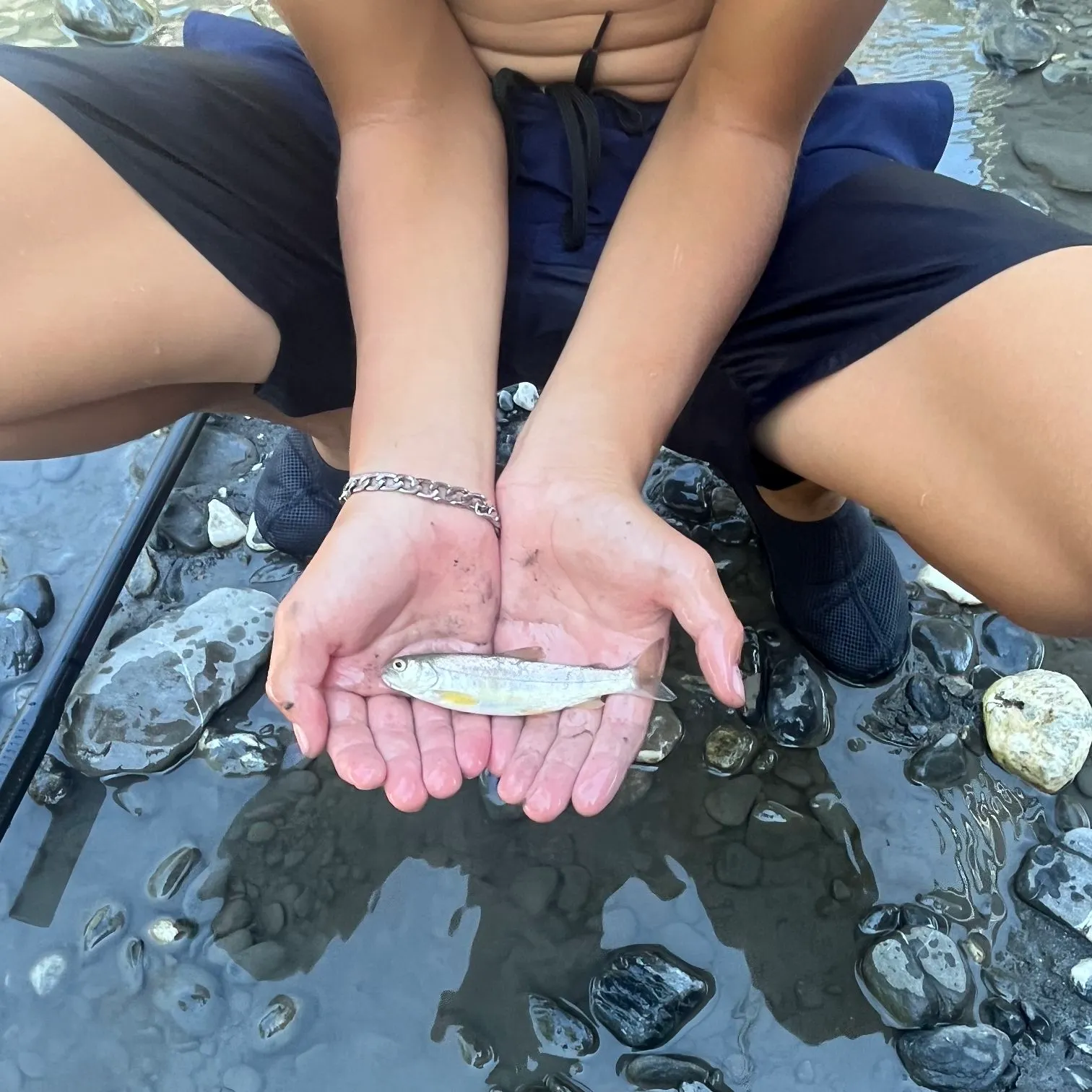 Brown trout caught on Fishbrain