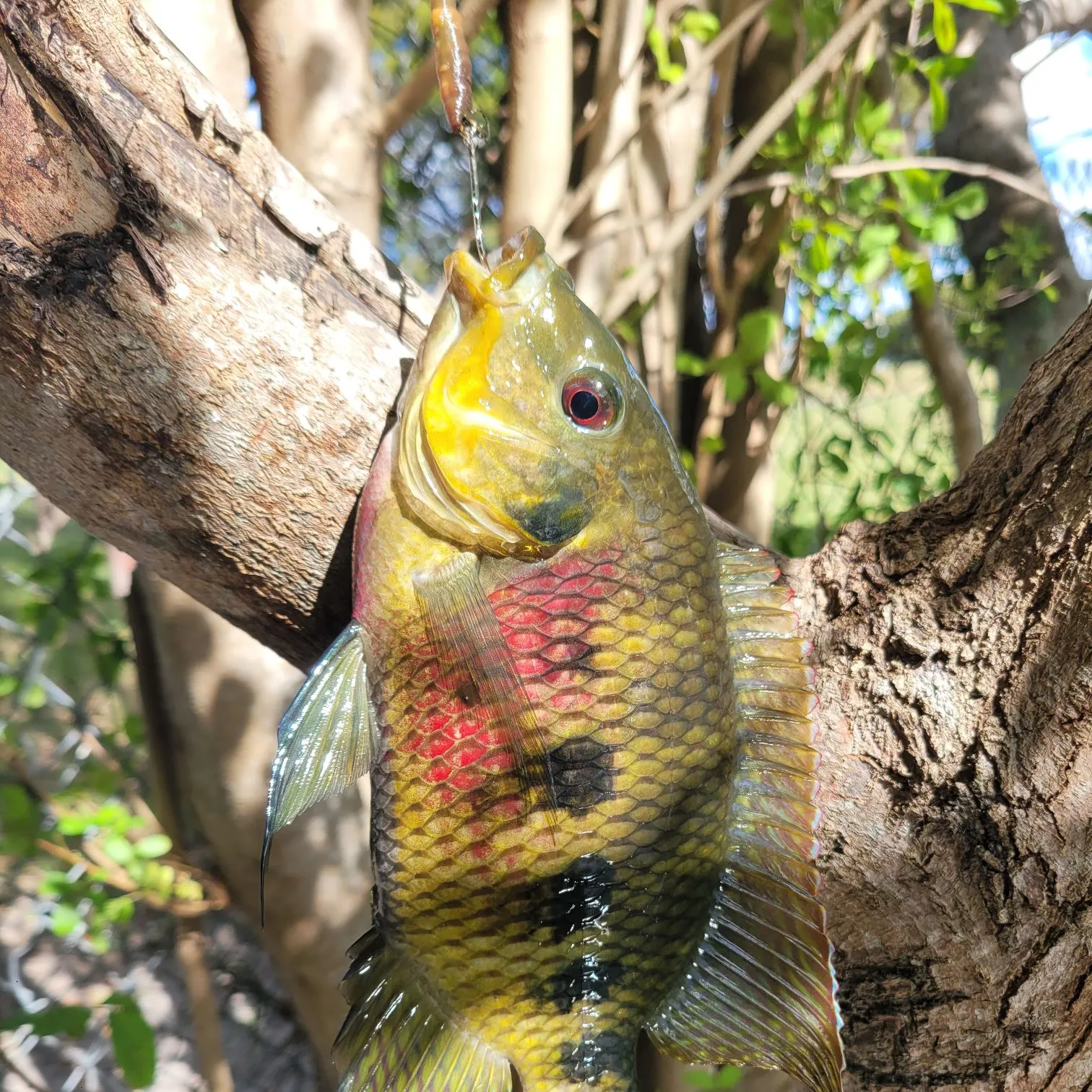 The most recent Spotted tilapia catches on Fishbrain