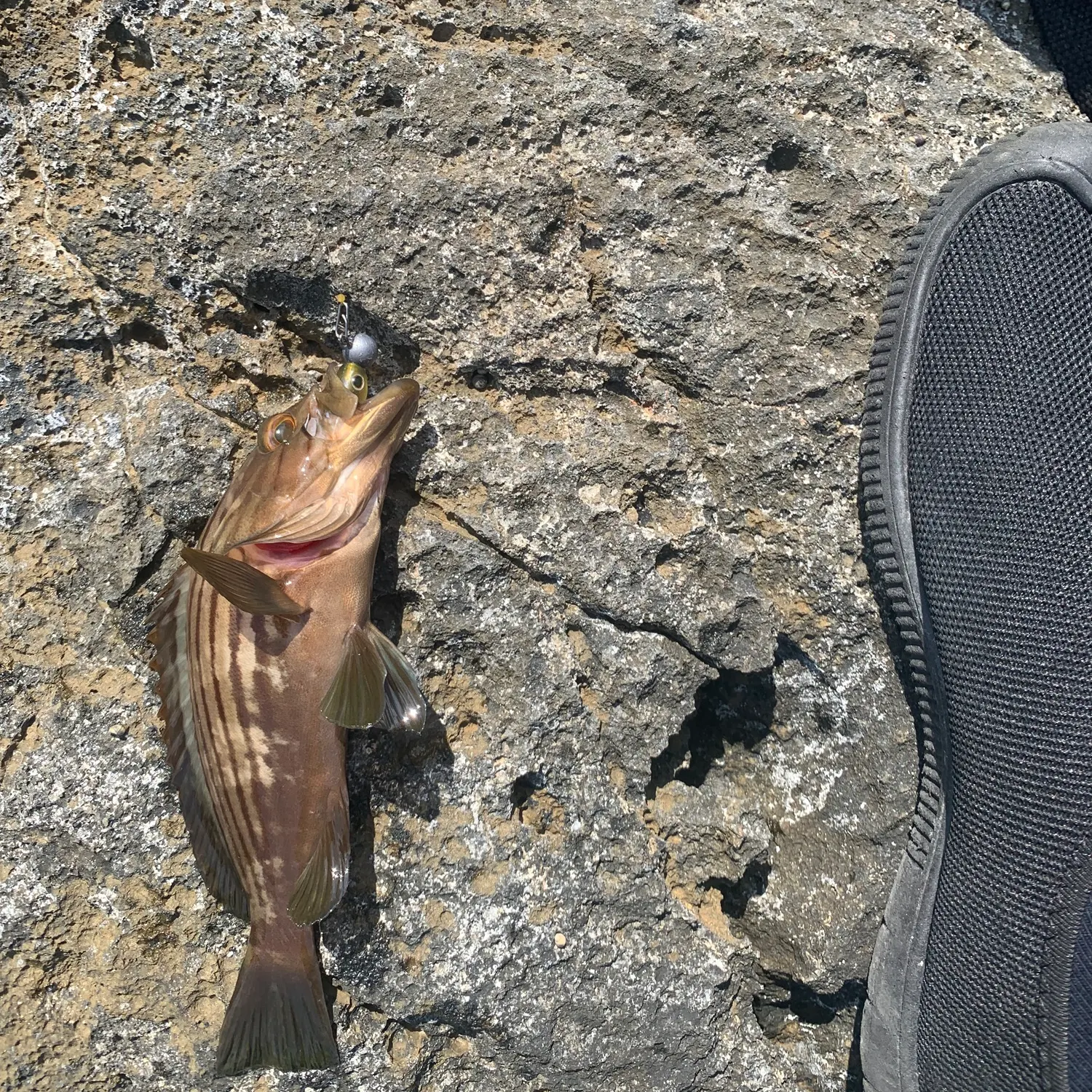 The most recent Blacktip grouper catches on Fishbrain