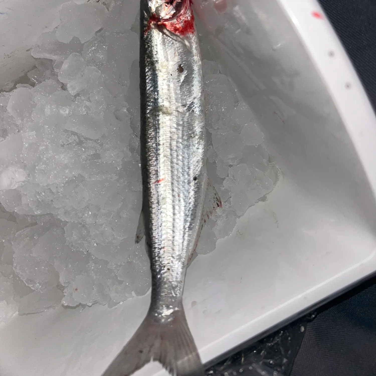 Fish caught on Fishbrain