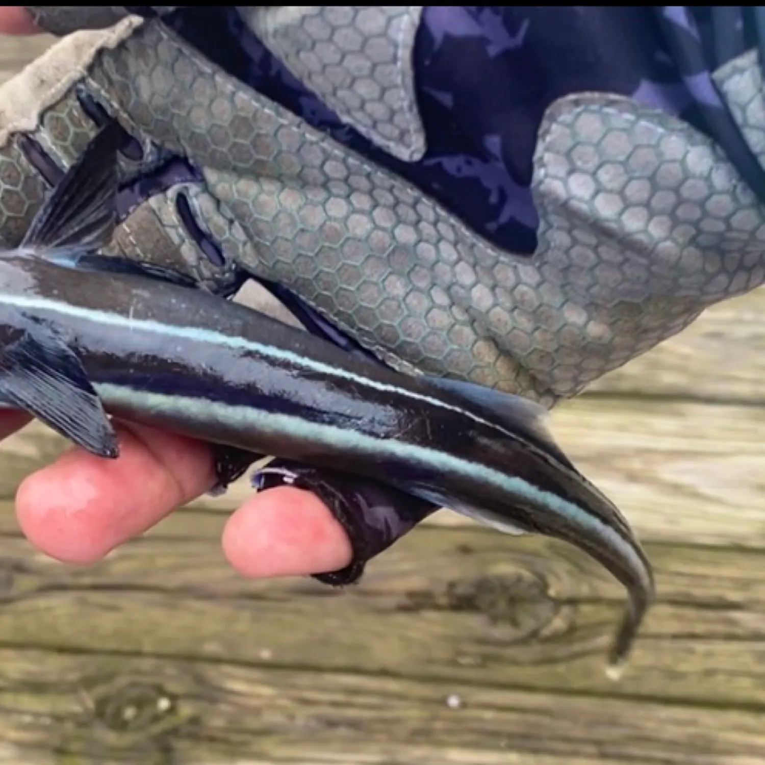 The most recent Live sharksucker catches on Fishbrain