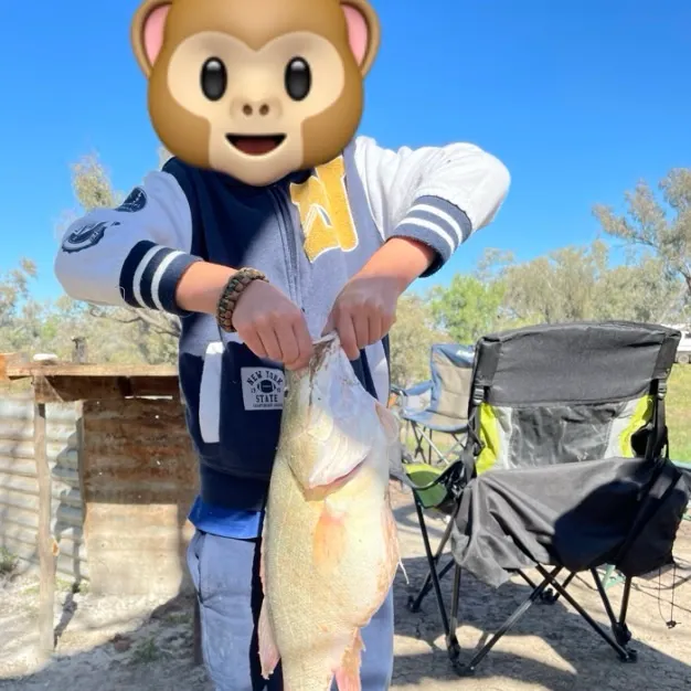 Golden perch caught on Fishbrain
