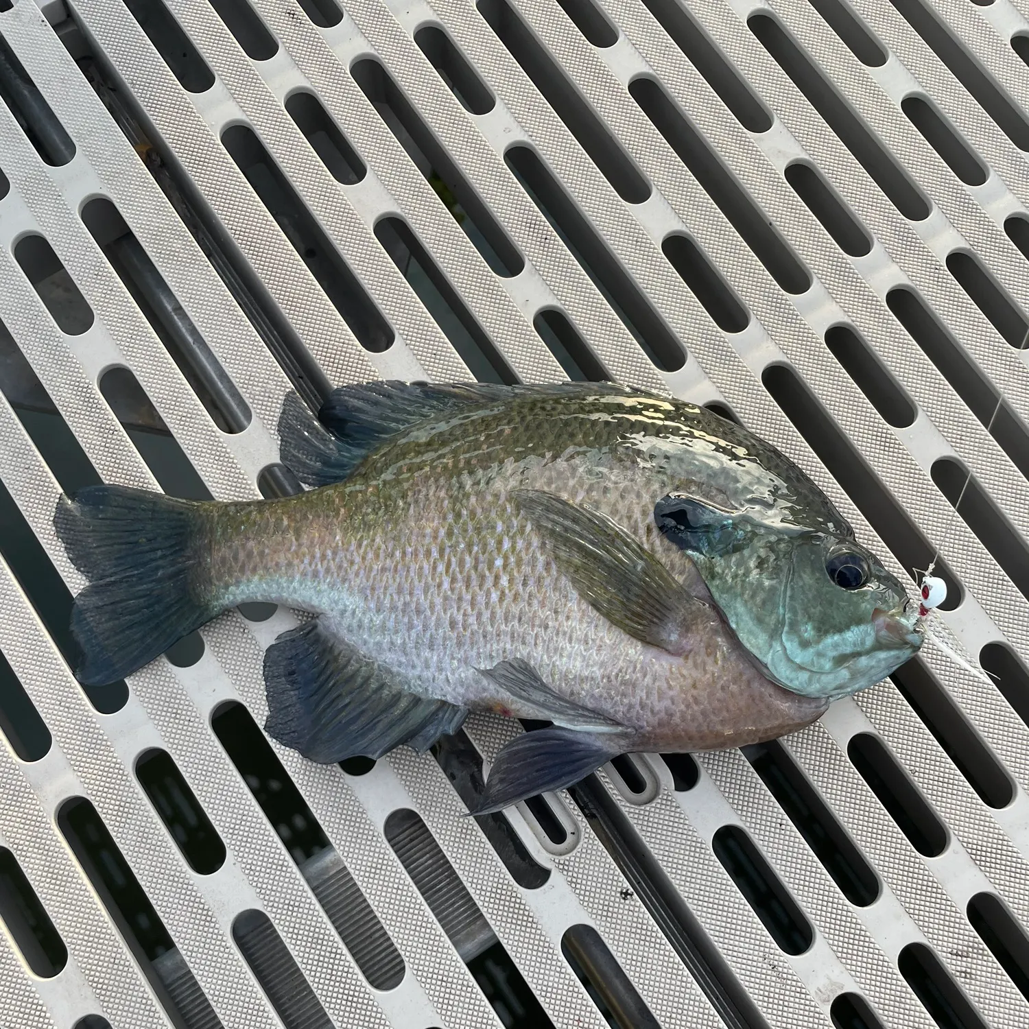 Bluegill caught on Fishbrain