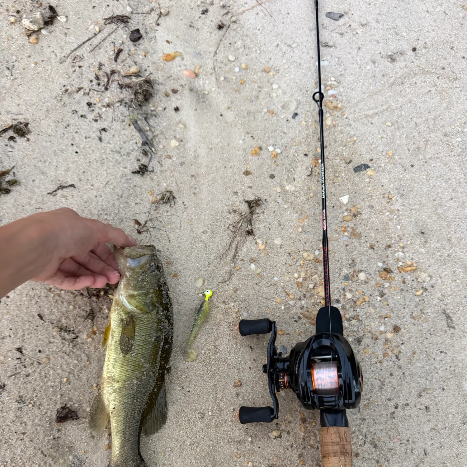 Largemouth bass caught on Fishbrain