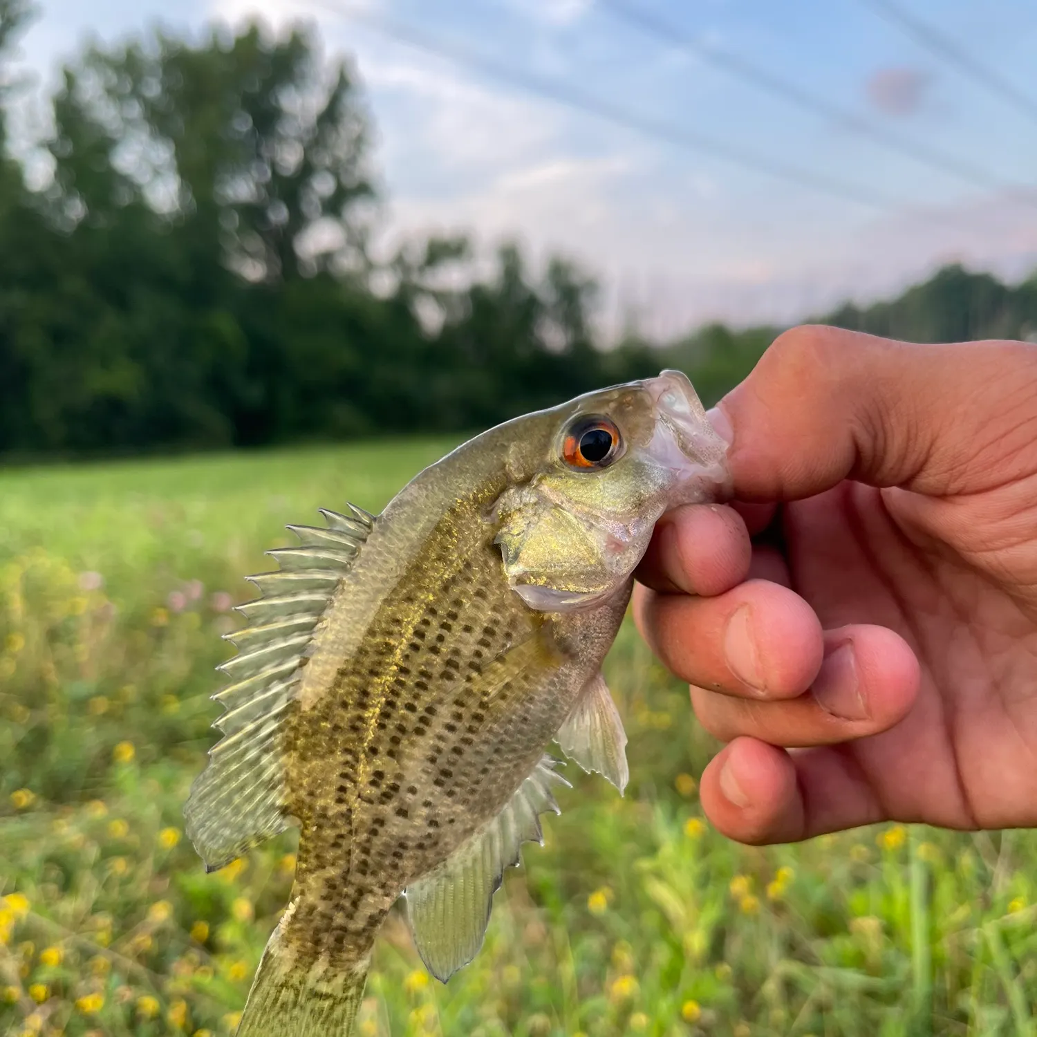 Rock bass caught on Fishbrain