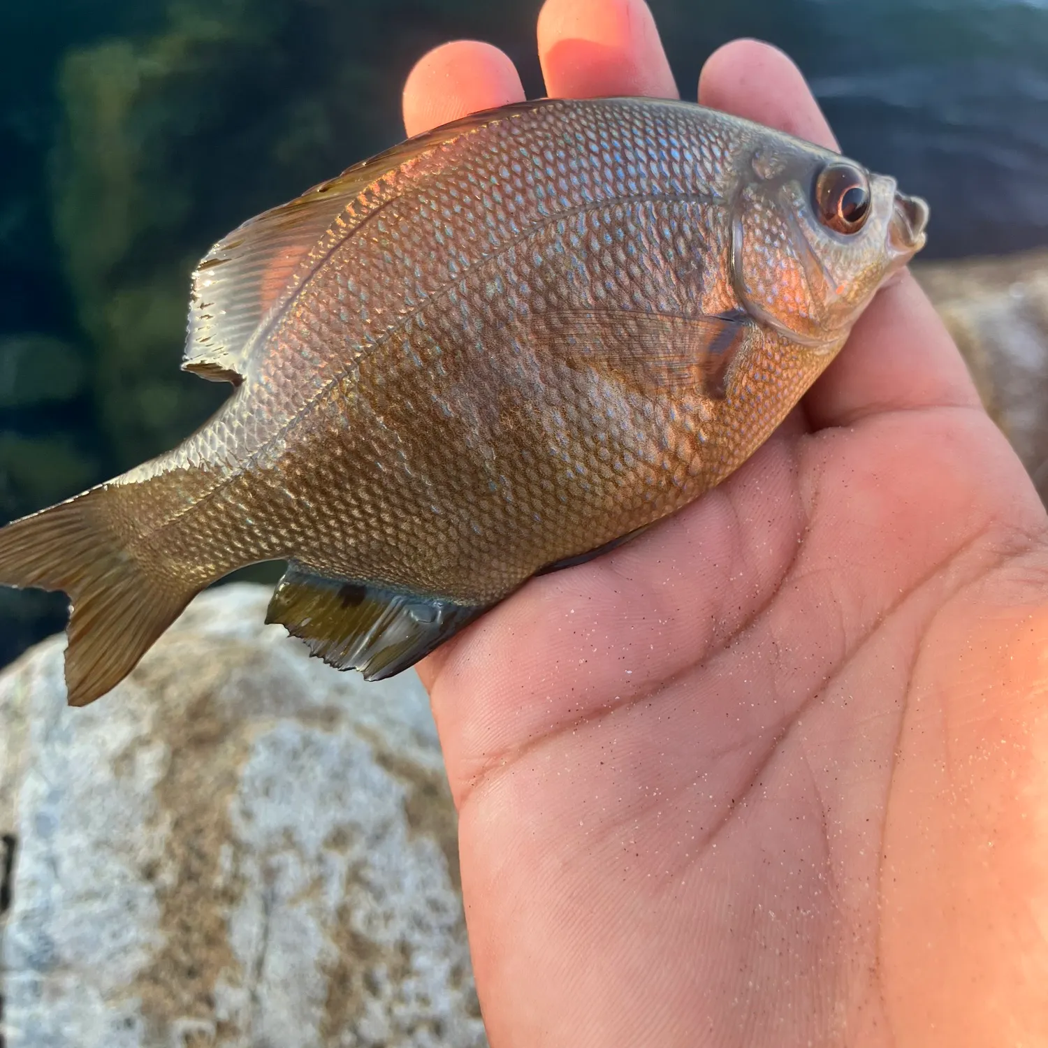 The most recent Striped seaperch catches on Fishbrain