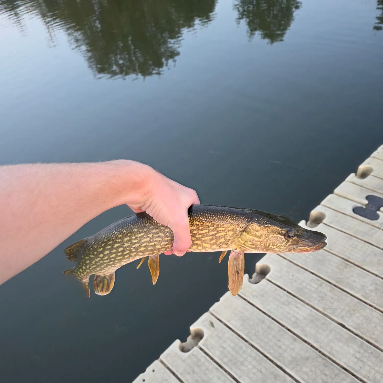 Northern pike caught on Fishbrain