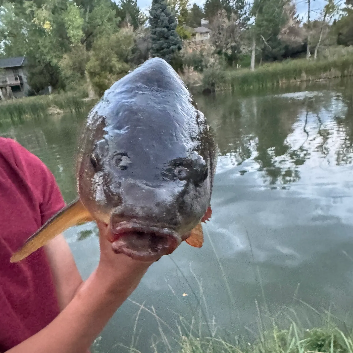 Common carp caught on Fishbrain
