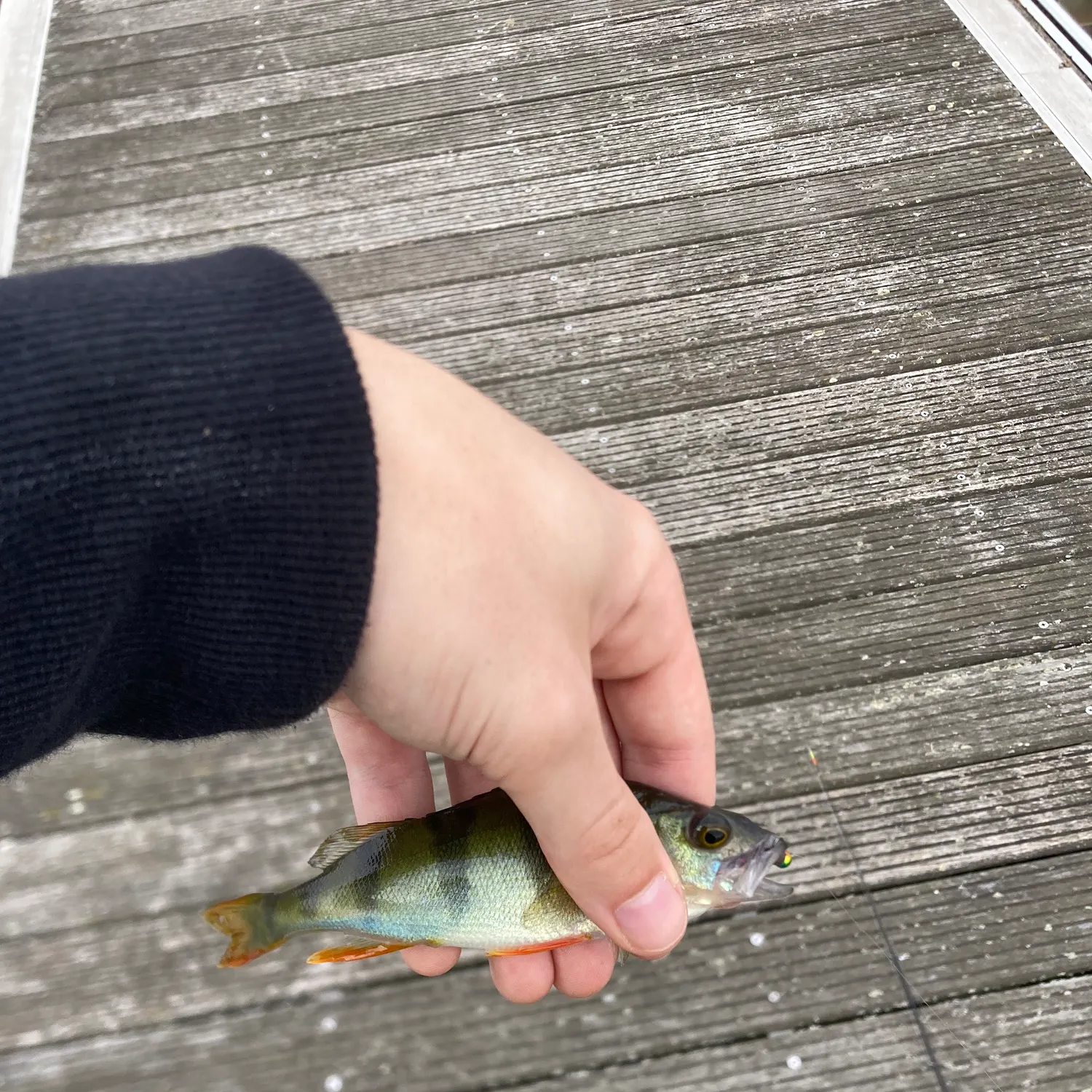 European perch caught on Fishbrain