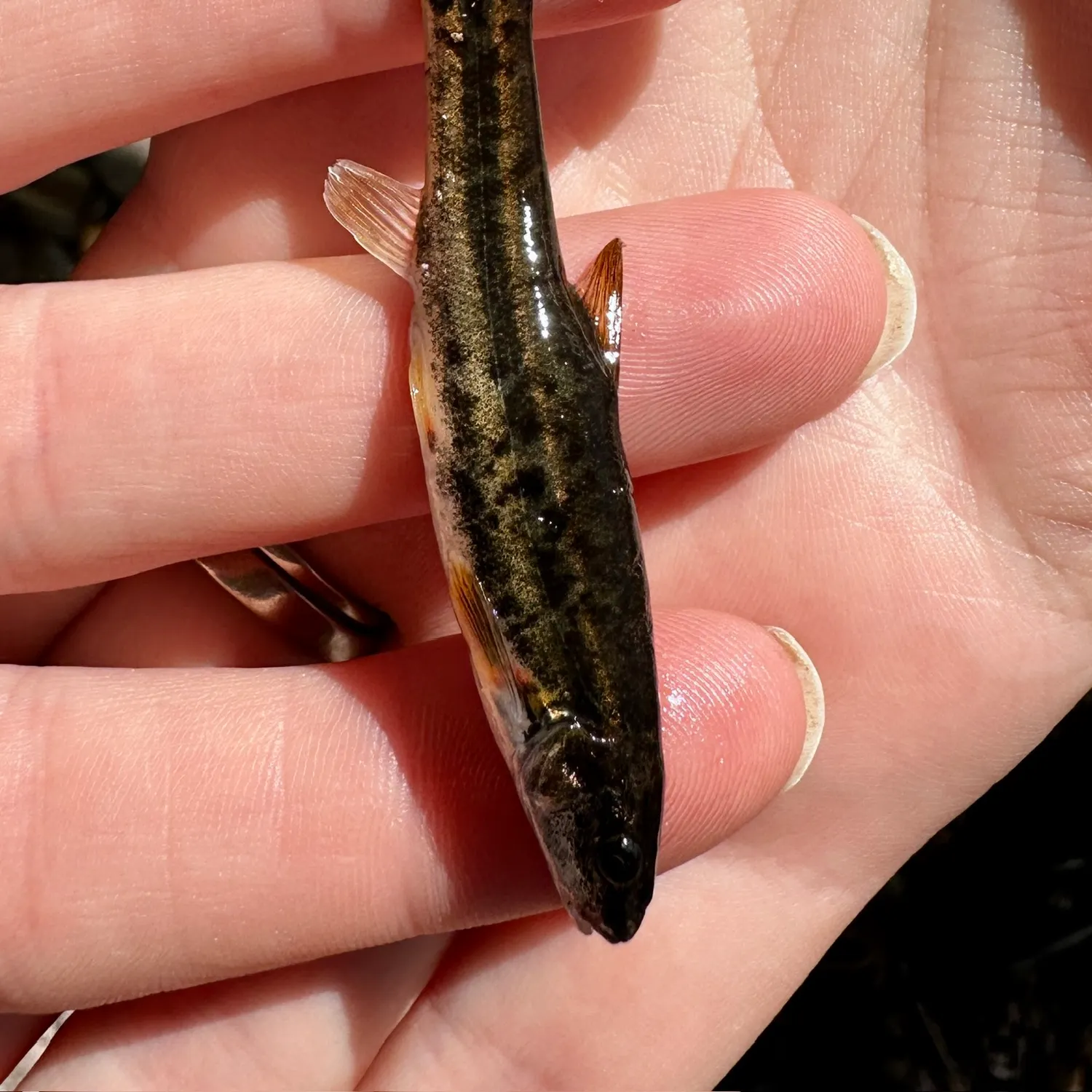 The most recent Speckled dace catches on Fishbrain
