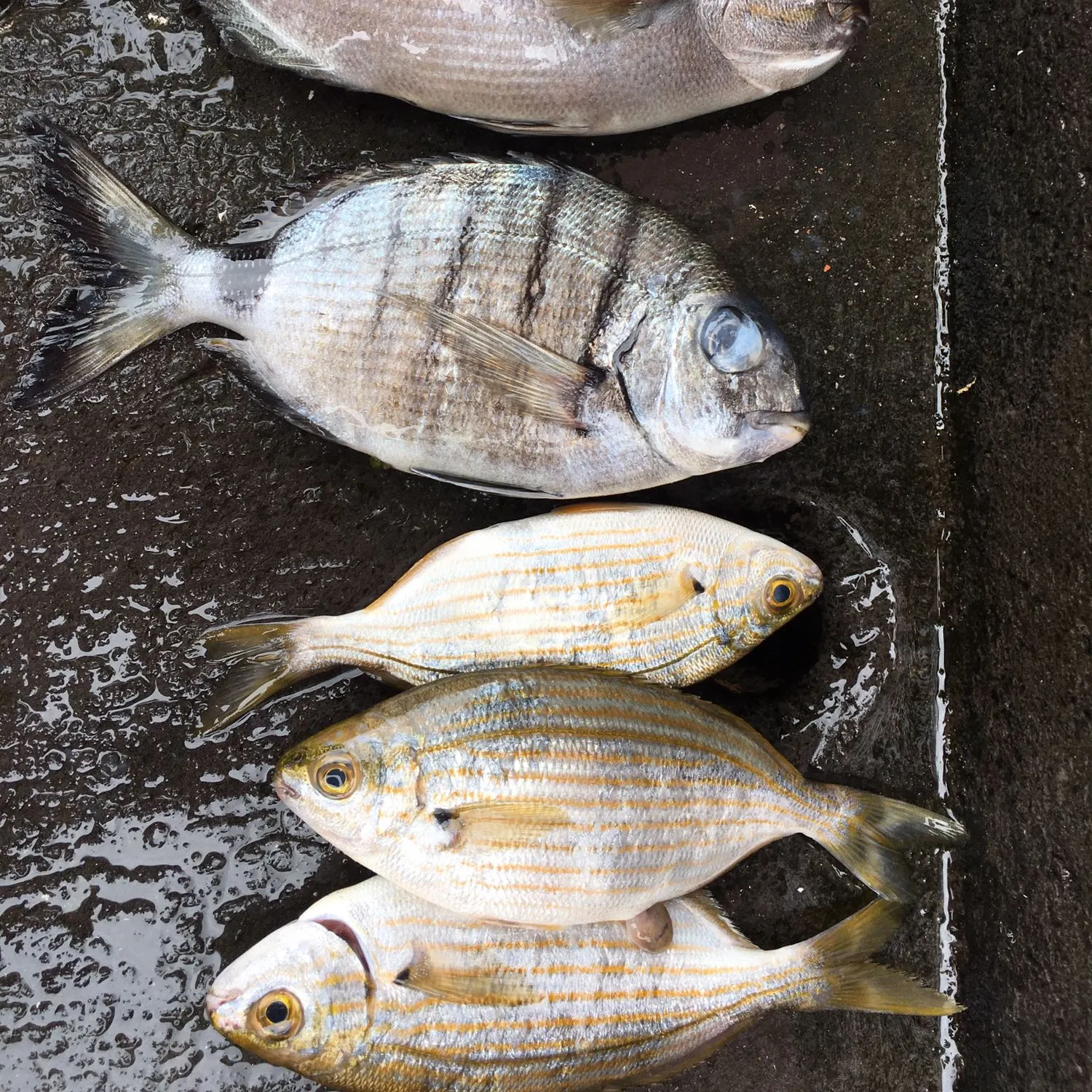 recently logged catches