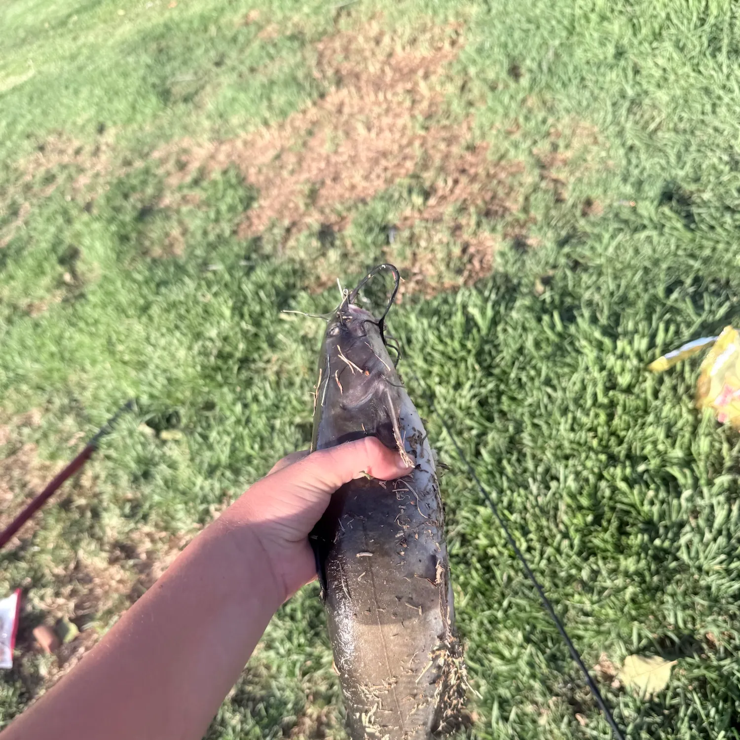 Channel catfish caught on Fishbrain