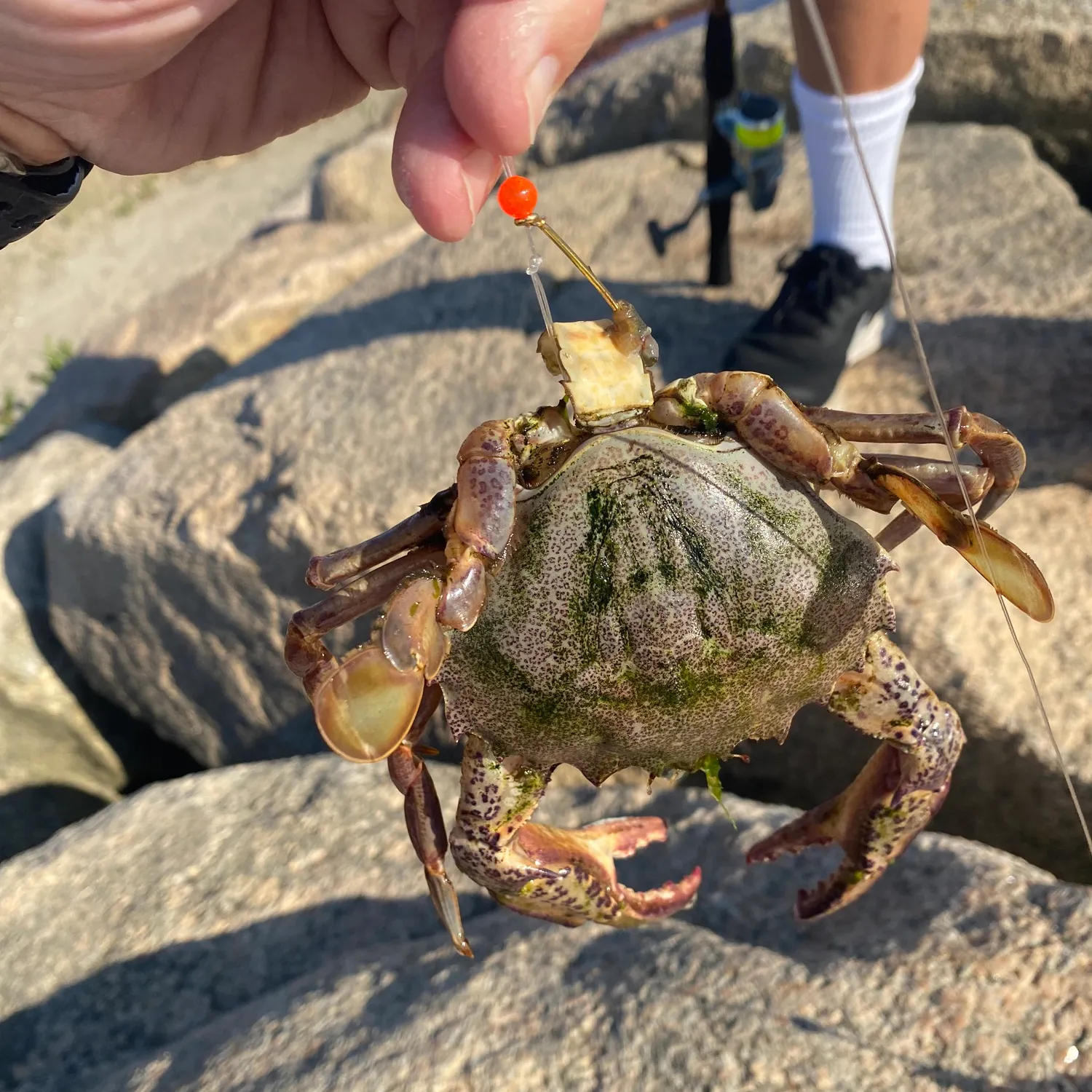 The most recent Green crab catches on Fishbrain