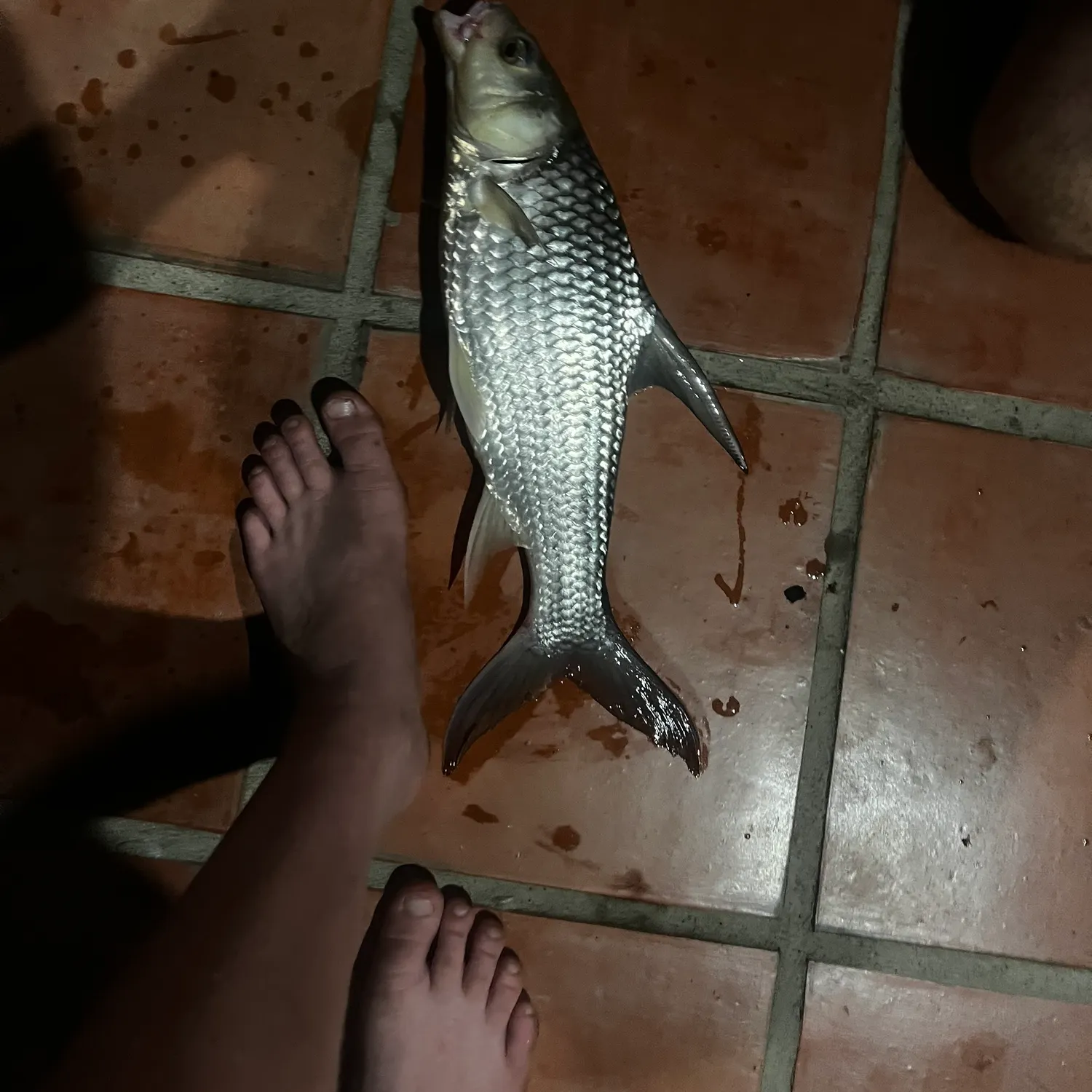 The most recent Rohu carp catches on Fishbrain