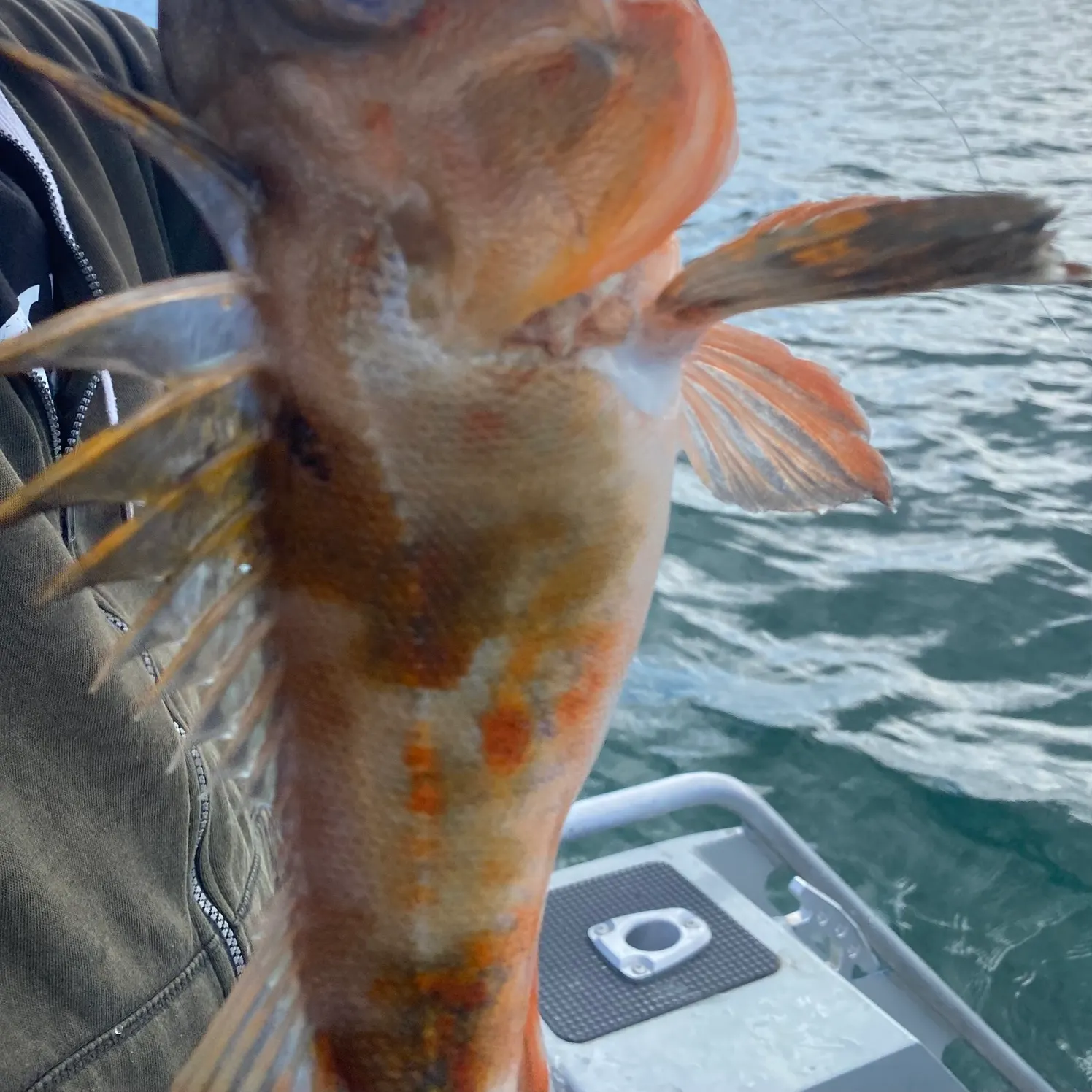 The most recent Red gurnard catches on Fishbrain