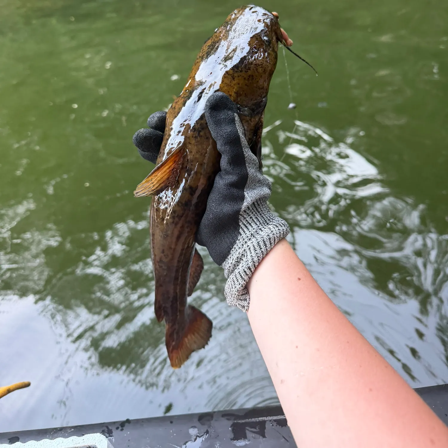 Flathead catfish caught on Fishbrain