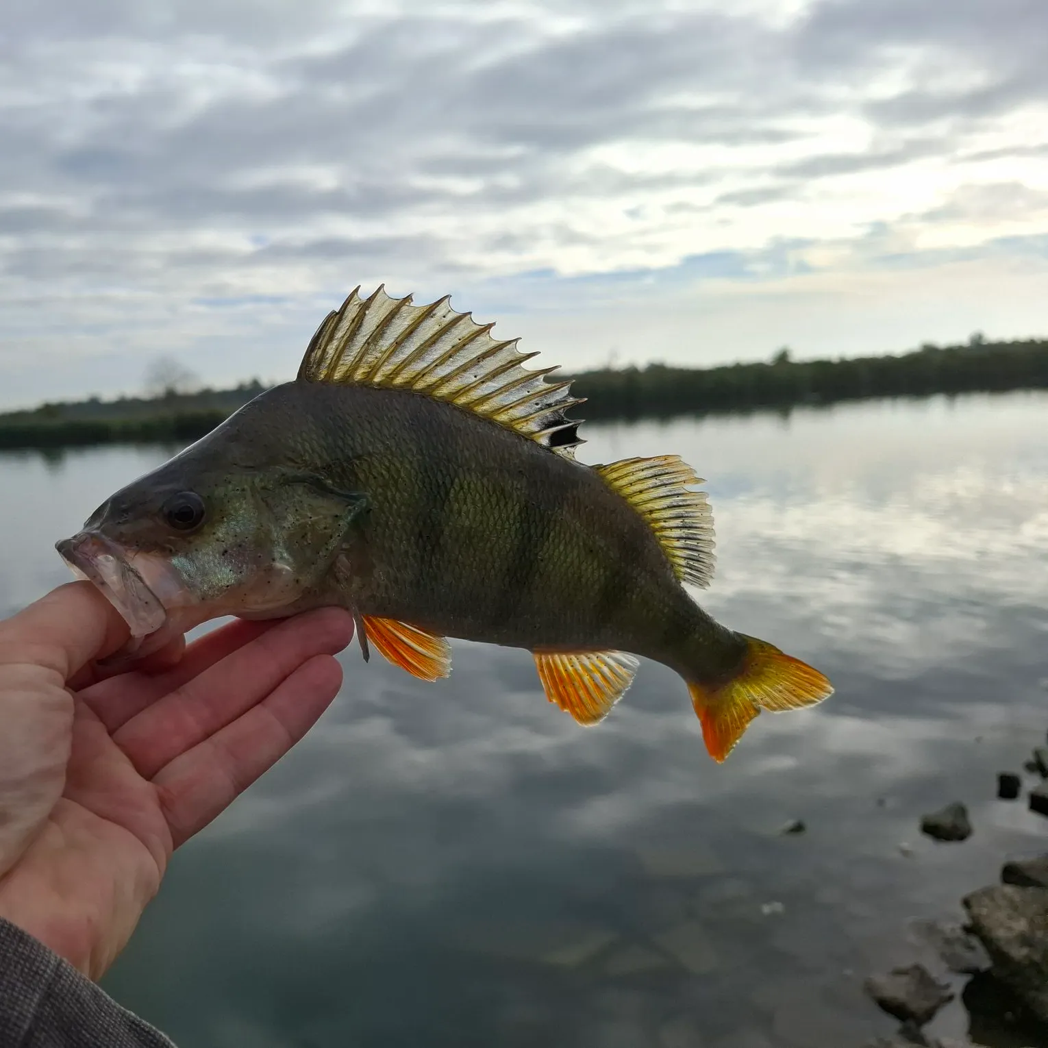 European perch caught on Fishbrain
