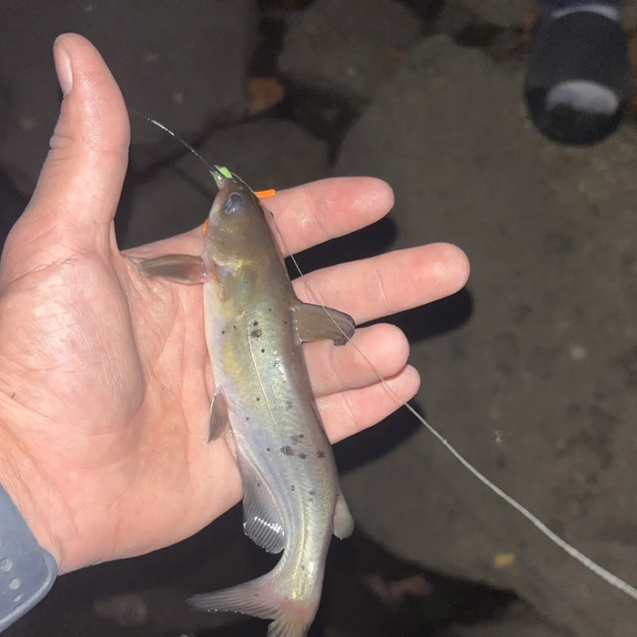 Channel catfish caught on Fishbrain