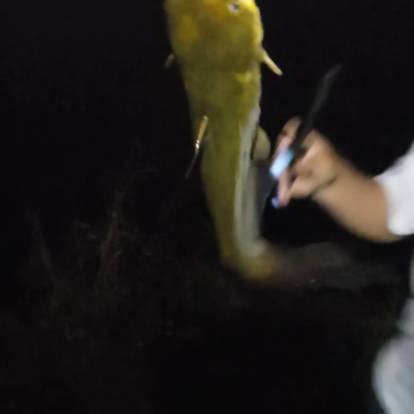 Yellow bullhead caught on Fishbrain
