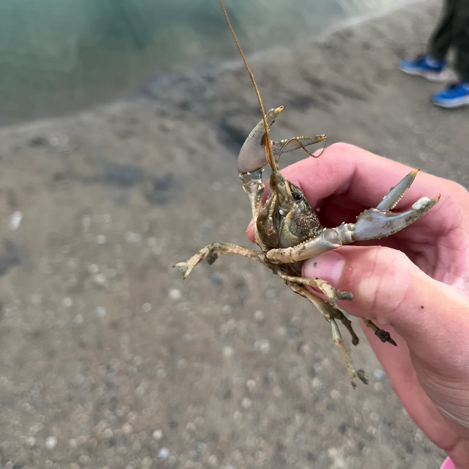 Signal crayfish caught on Fishbrain