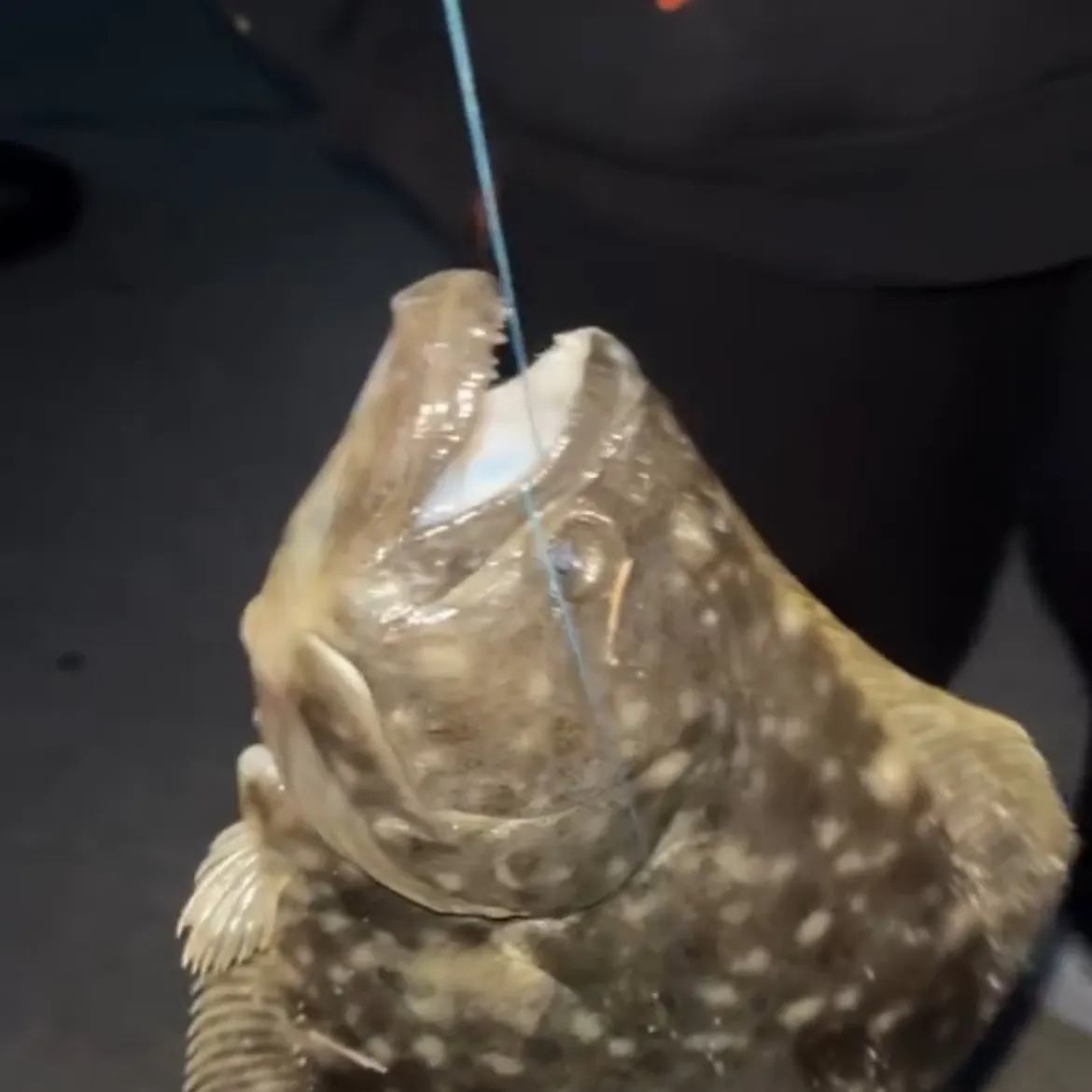 The most recent Summer flounder catches on Fishbrain