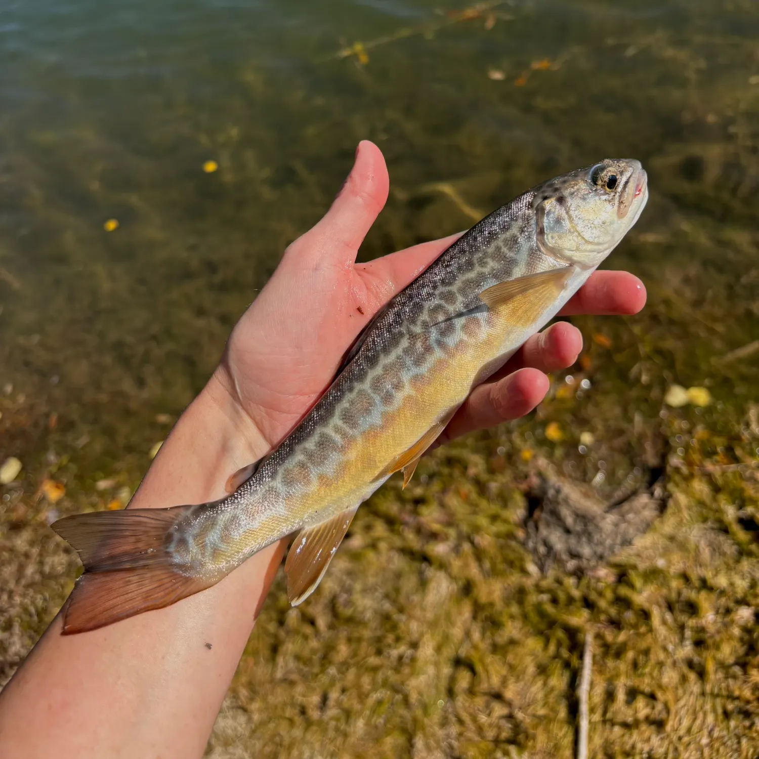 Tiger trout caught on Fishbrain