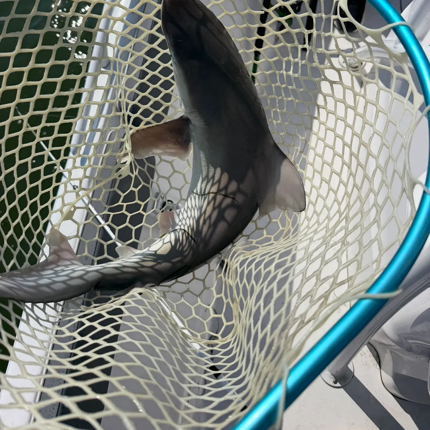 Atlantic sharpnose shark caught on Fishbrain