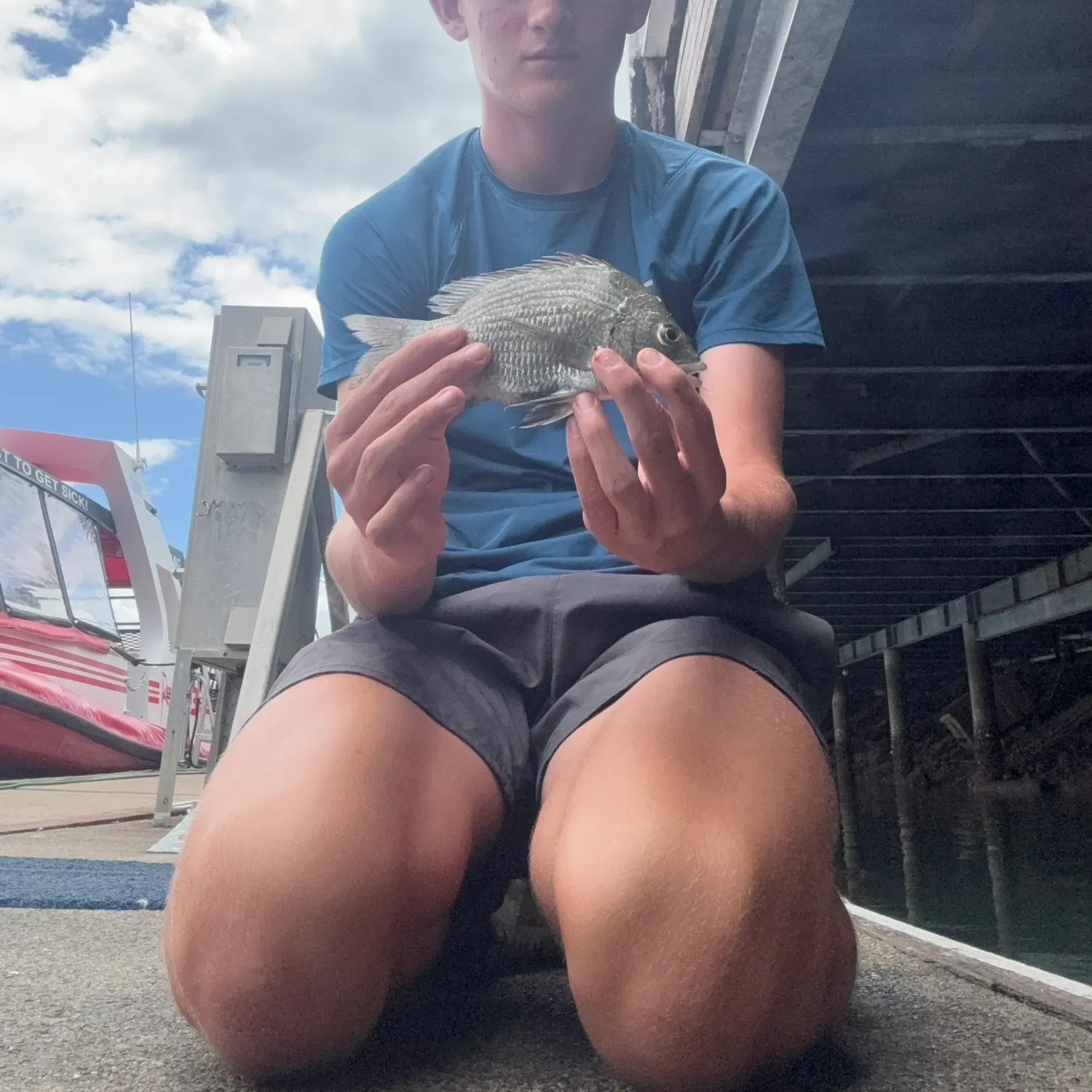 The most recent Pacific seabream catches on Fishbrain