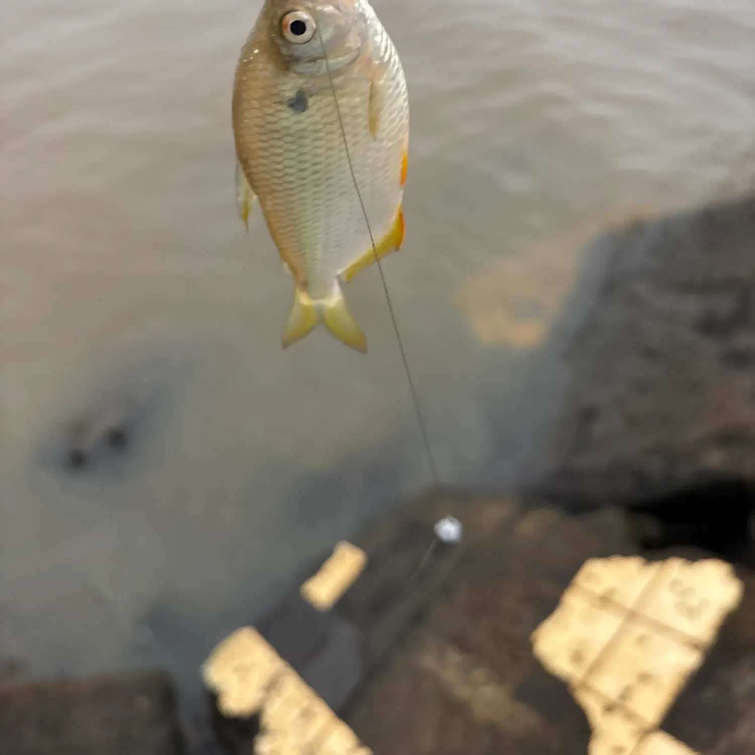 The most recent Twospot astyanax catches on Fishbrain