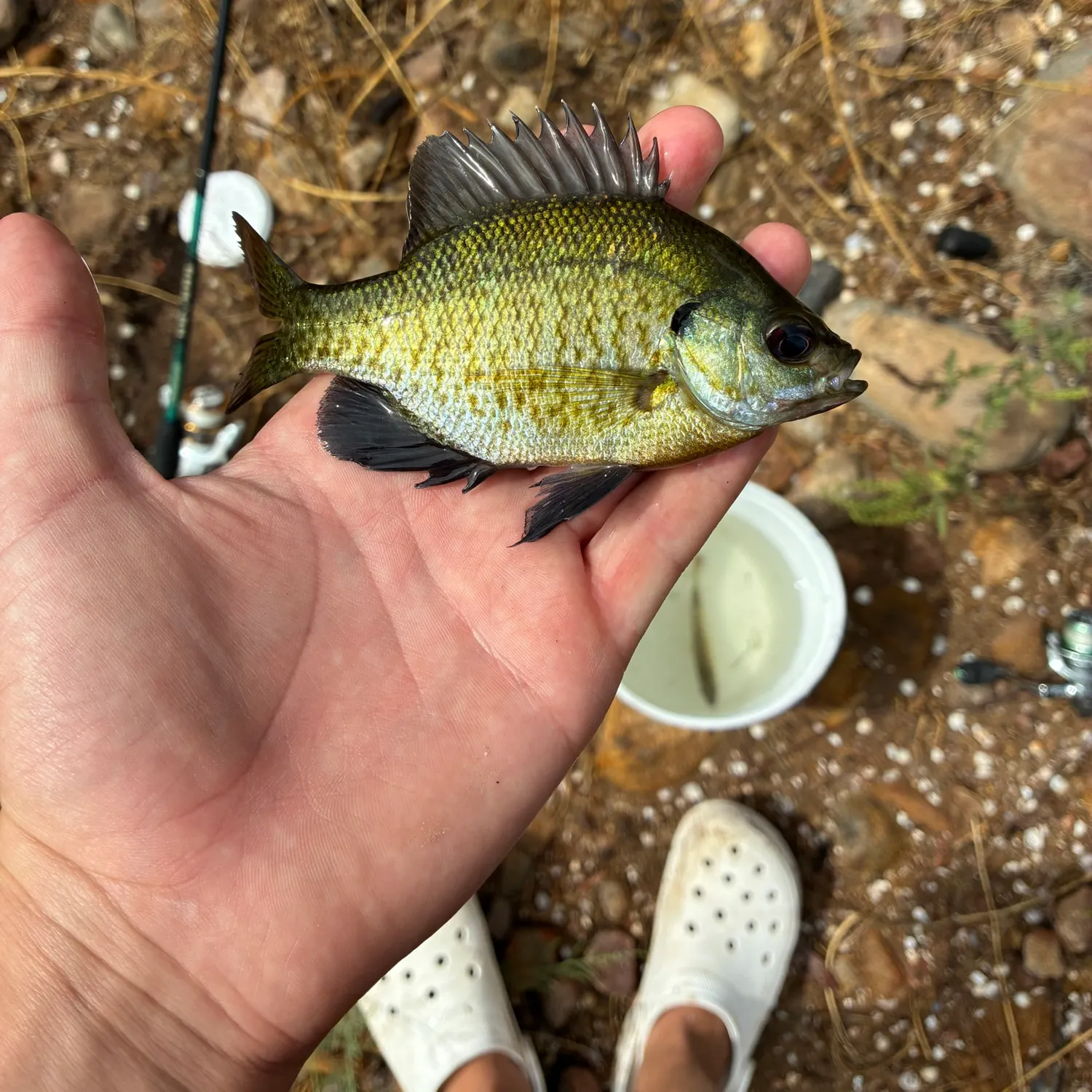 Bluegill caught on Fishbrain