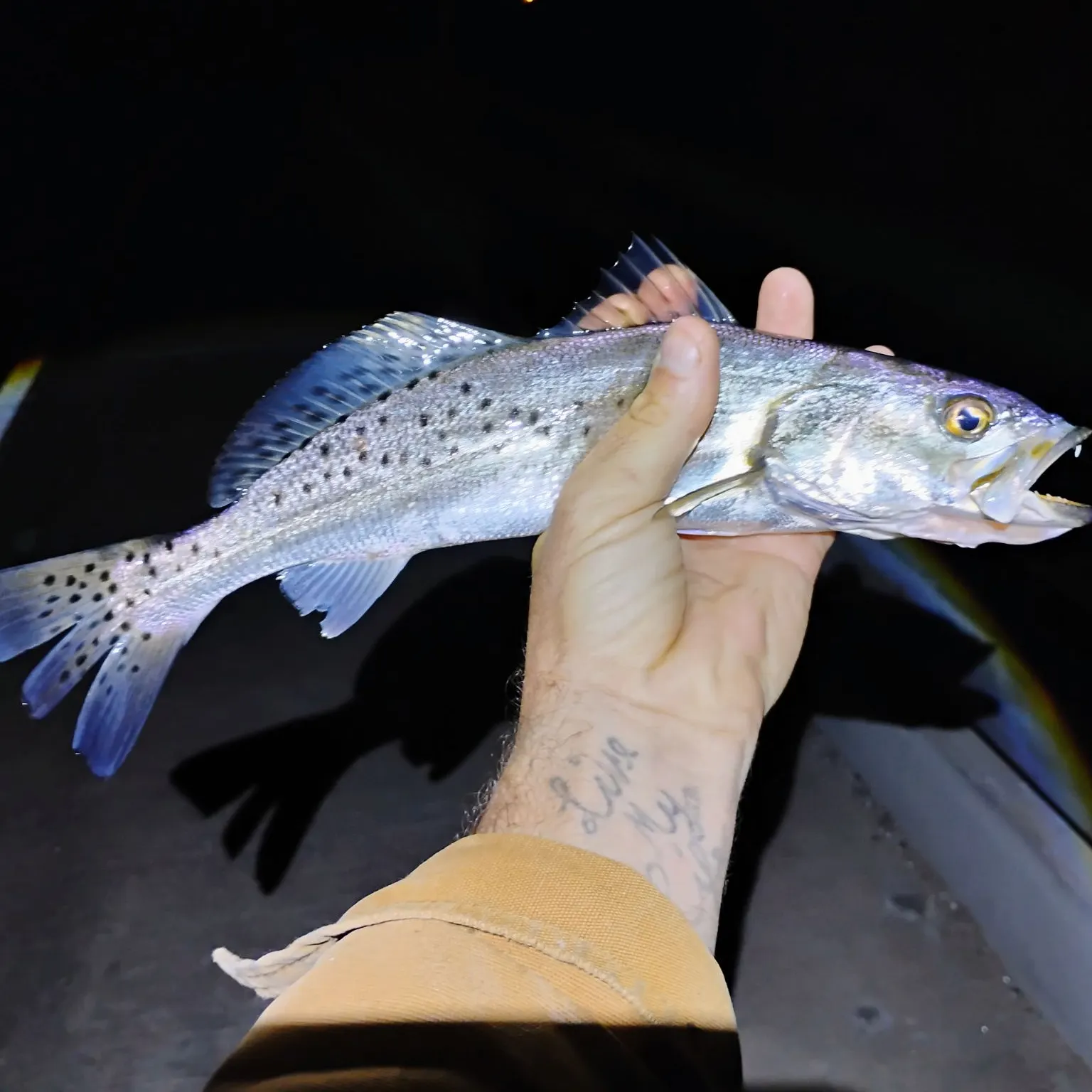 recently logged catches