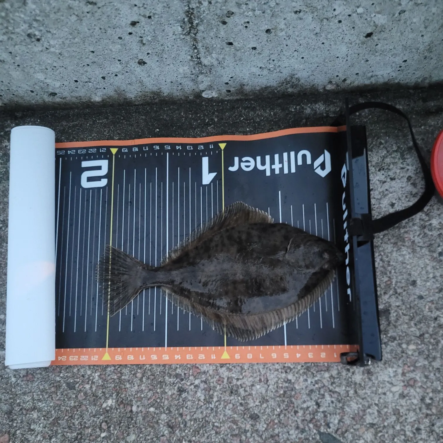 The most recent European flounder catches on Fishbrain