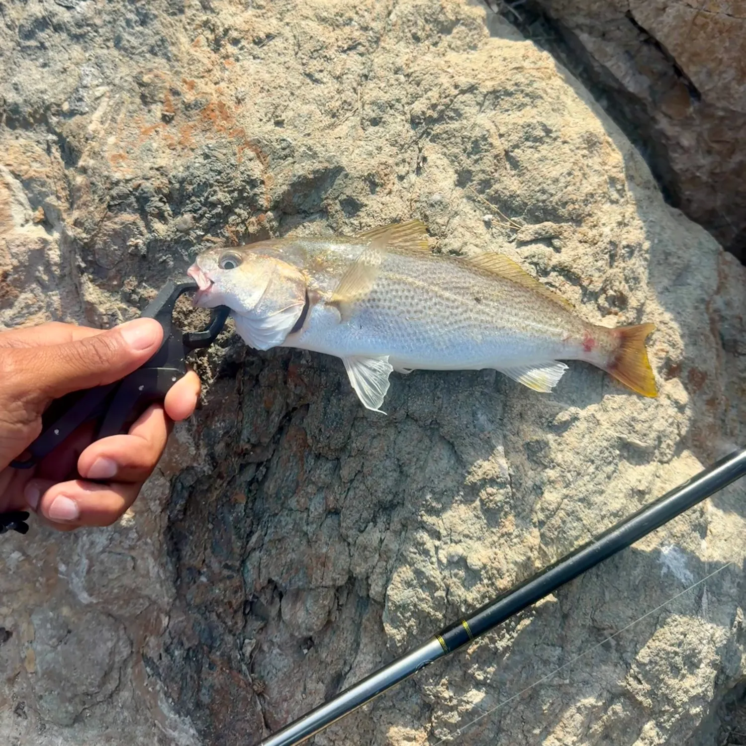 The most recent Yellowfin croaker catches on Fishbrain