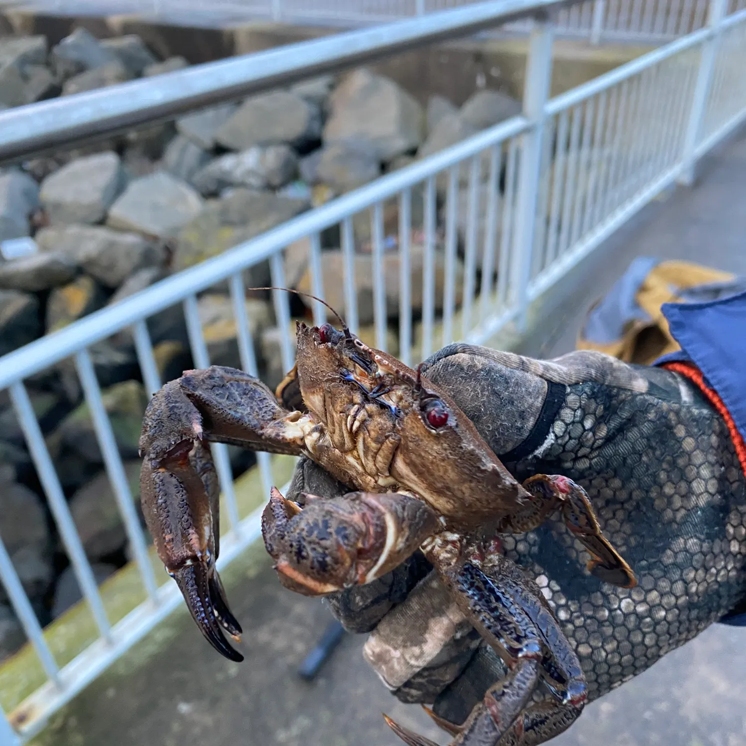 The most recent Blue swimmer crab catches on Fishbrain
