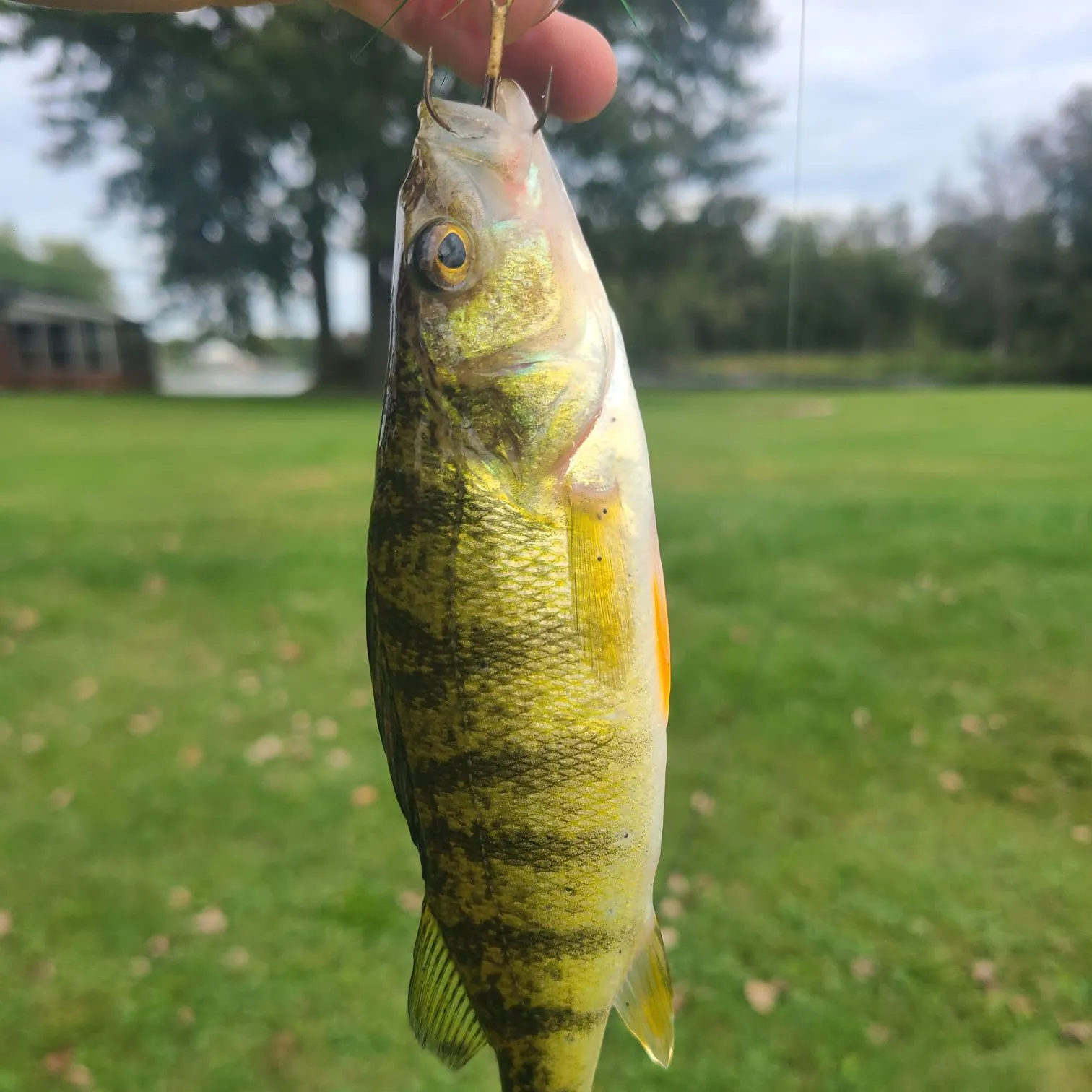 Yellow perch caught on Fishbrain