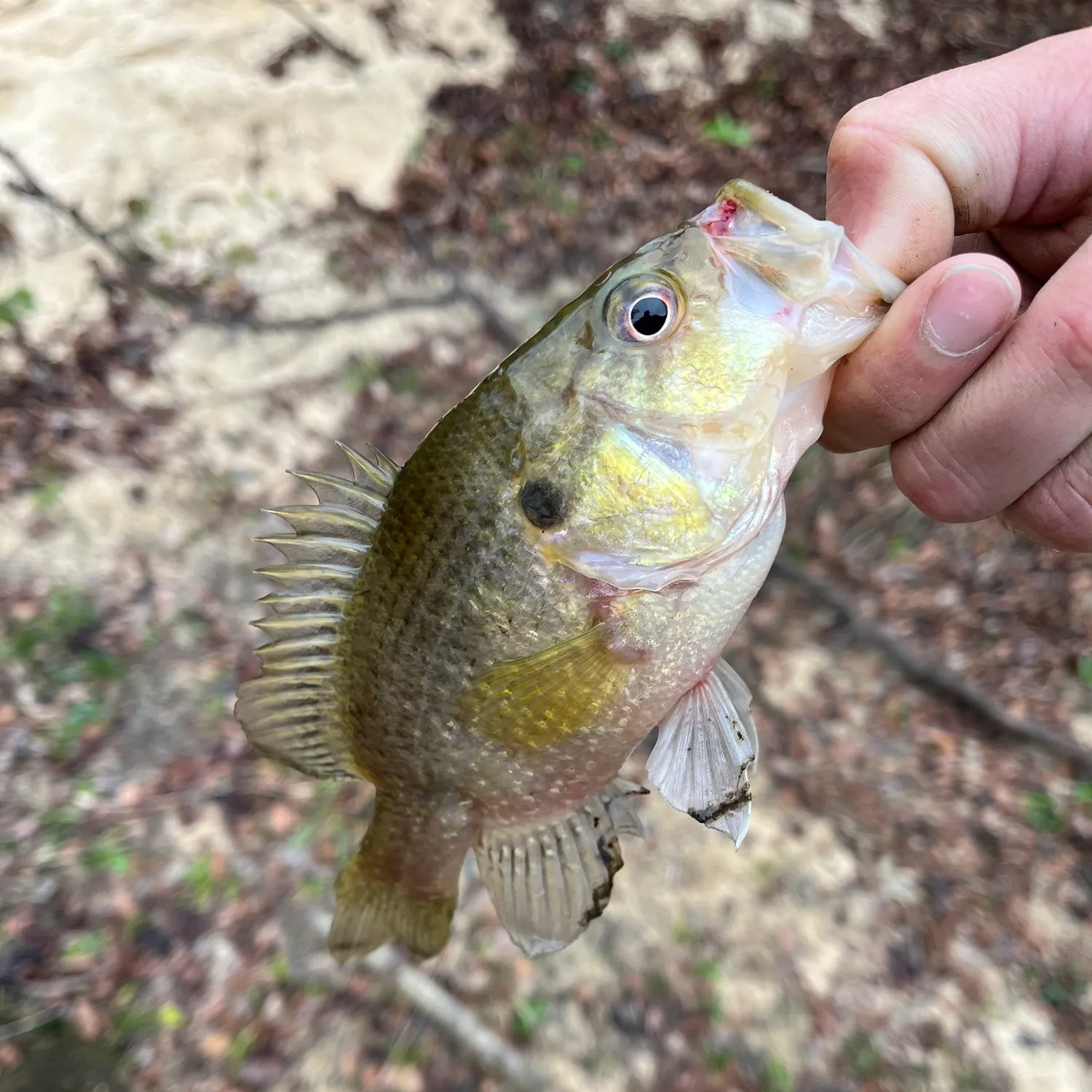 The most recent Warmouth catches on Fishbrain