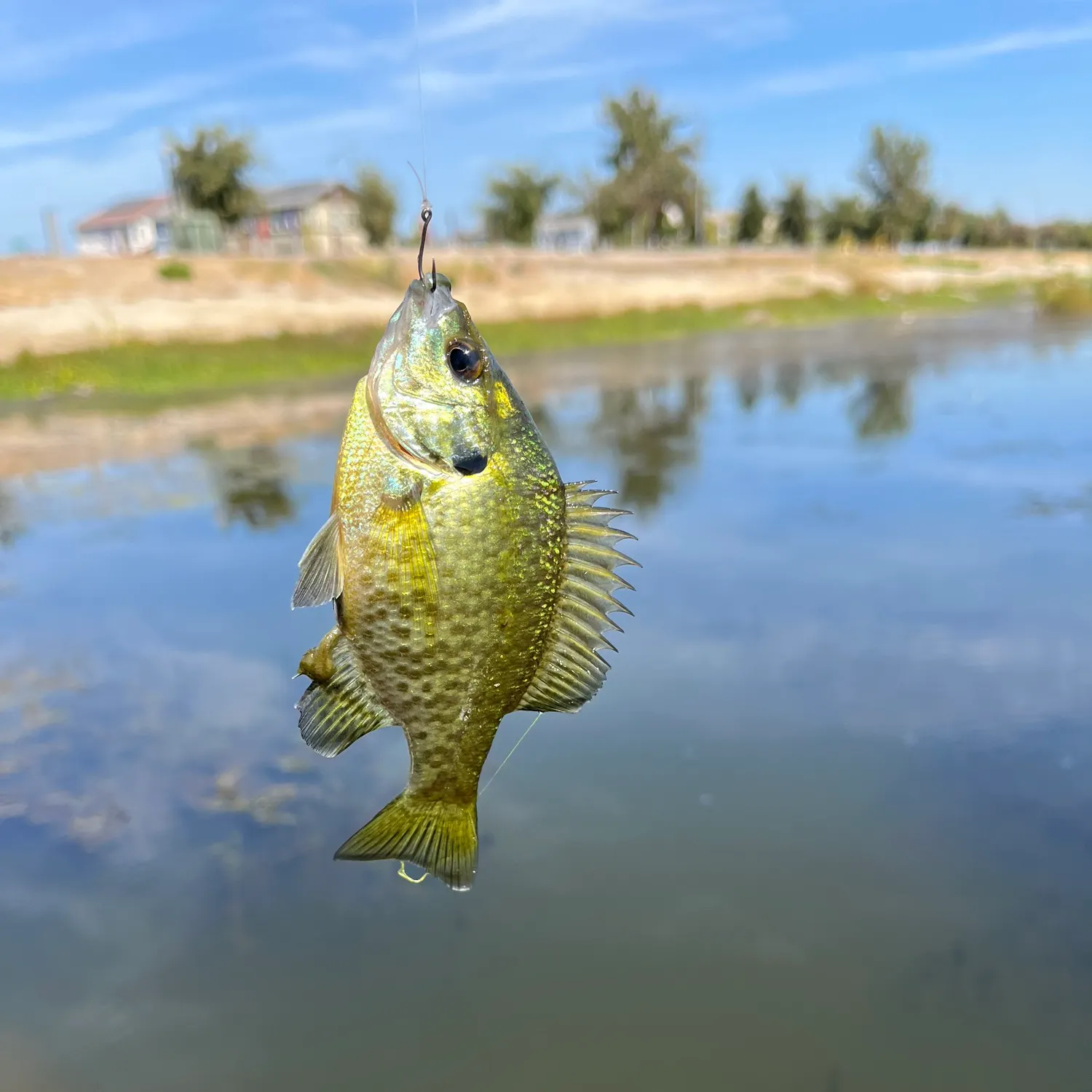 Bluegill caught on Fishbrain