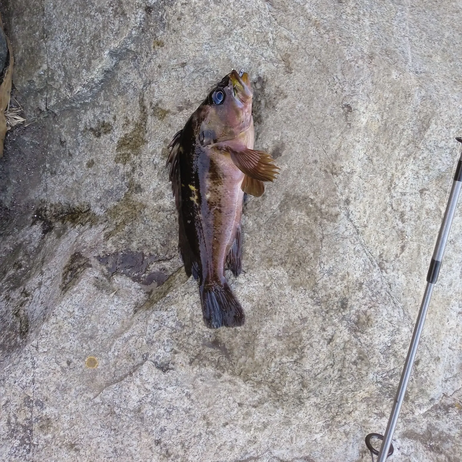 The most recent Copper rockfish catches on Fishbrain
