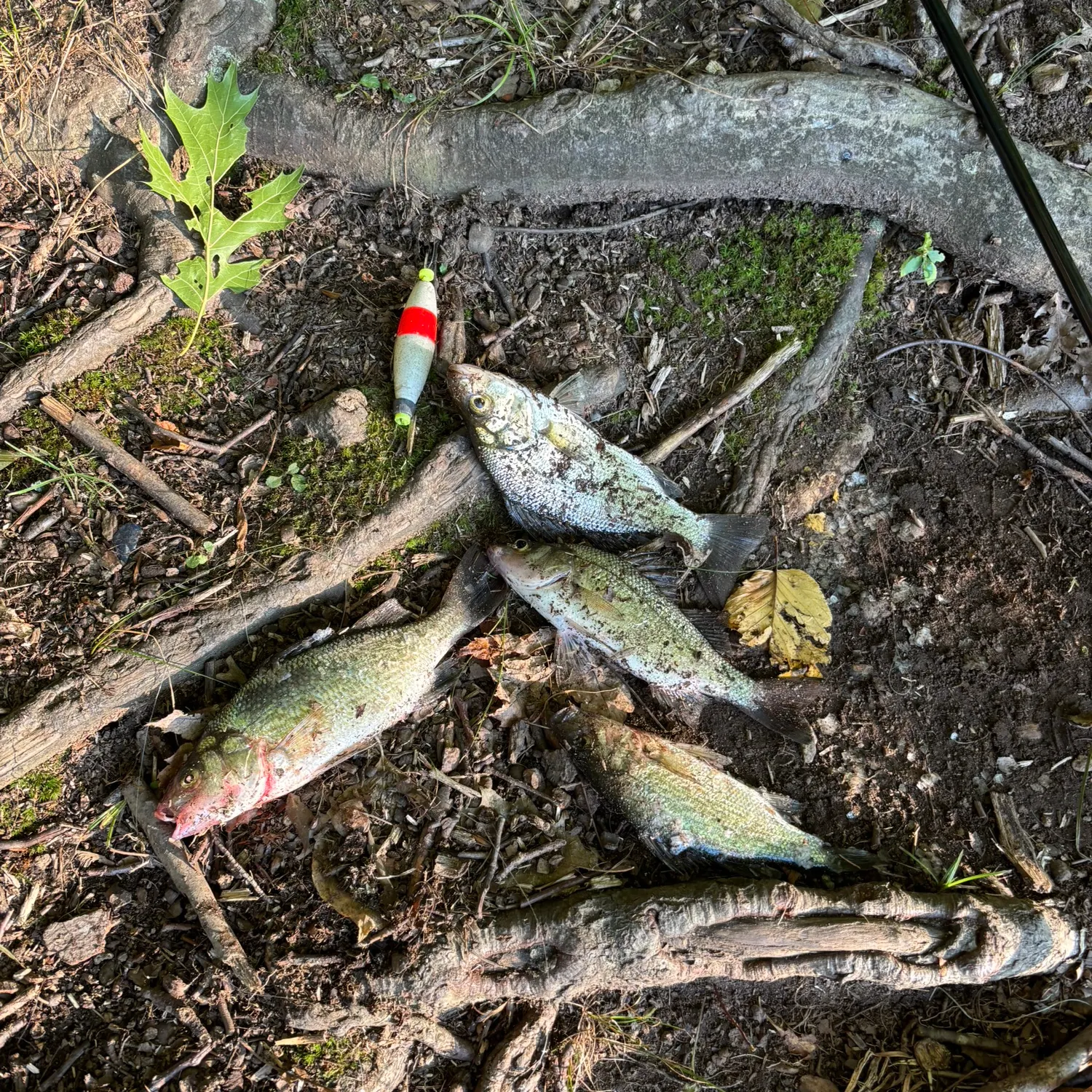 White perch caught on Fishbrain