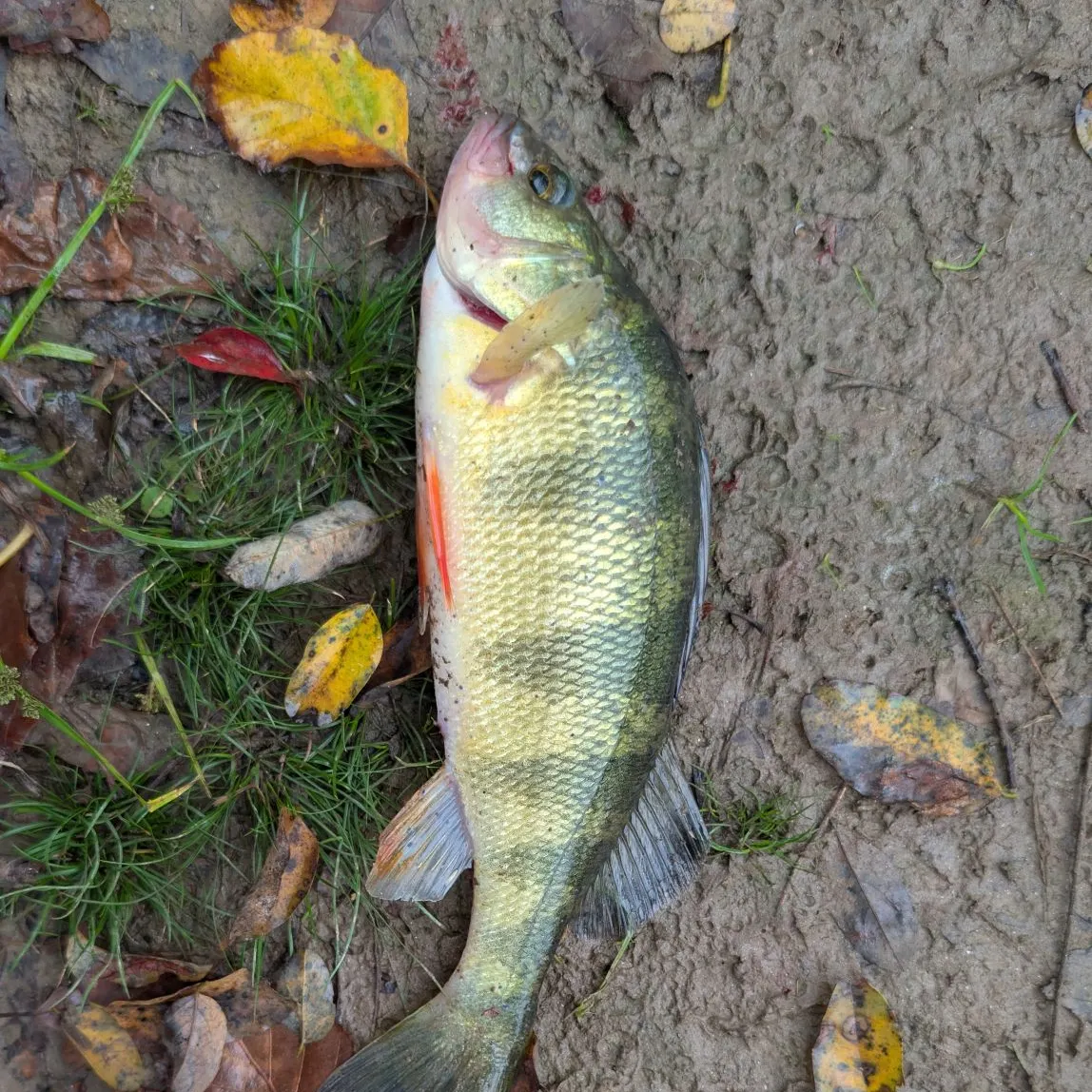 Yellow perch caught on Fishbrain