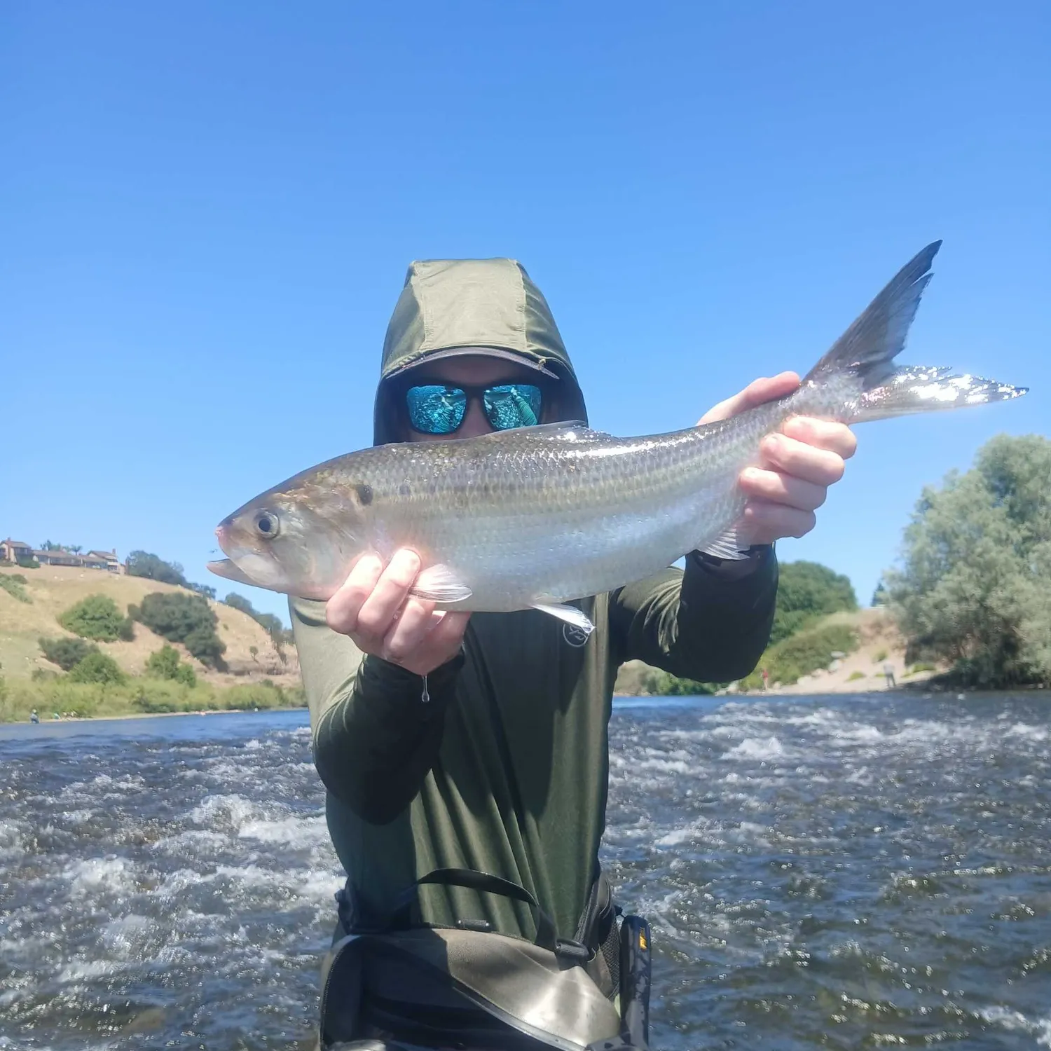 The most recent American shad catches on Fishbrain