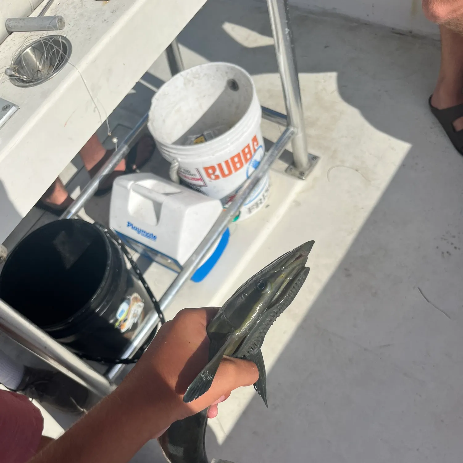 Common remora caught on Fishbrain