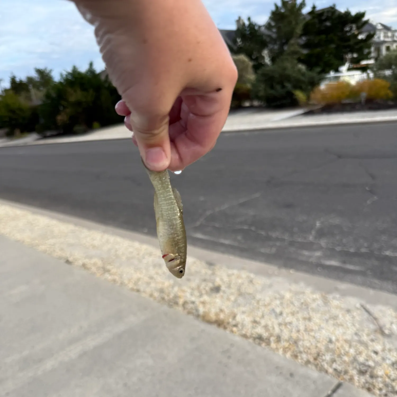 Striped killifish caught on Fishbrain