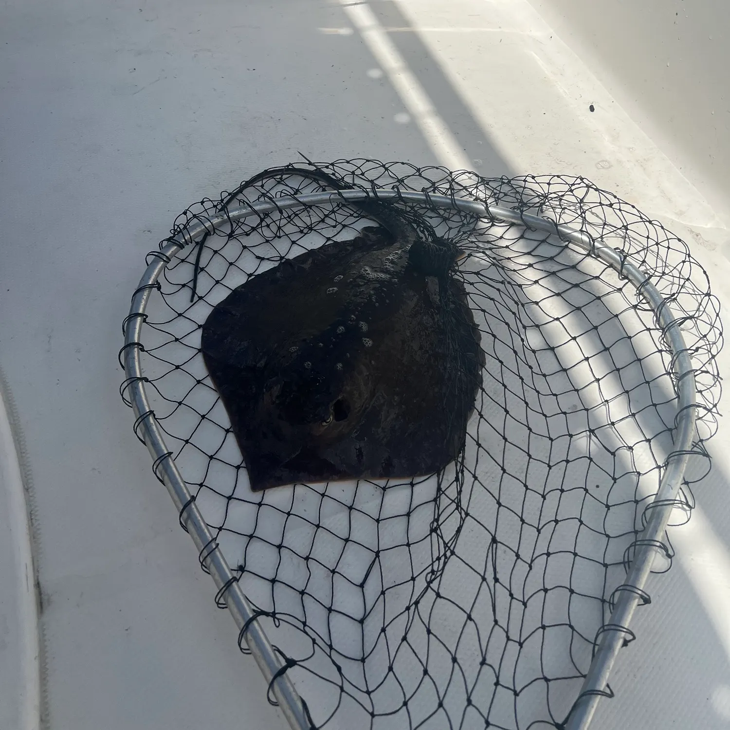 Atlantic stingray caught on Fishbrain